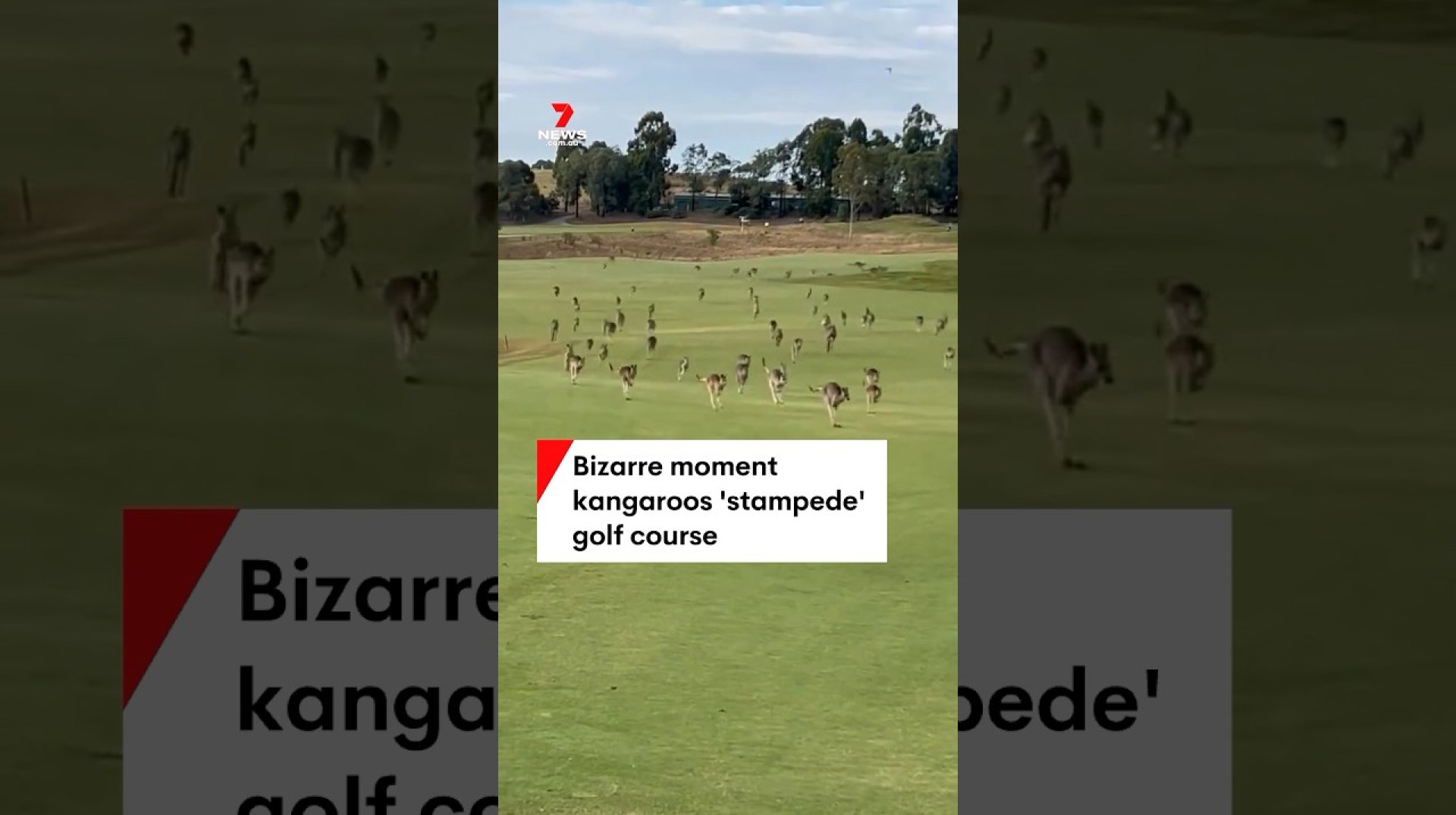 Bizarre moment kangaroos ‘stampede’ golf course Bizarre moment kangaroos ‘stampede’ golf course