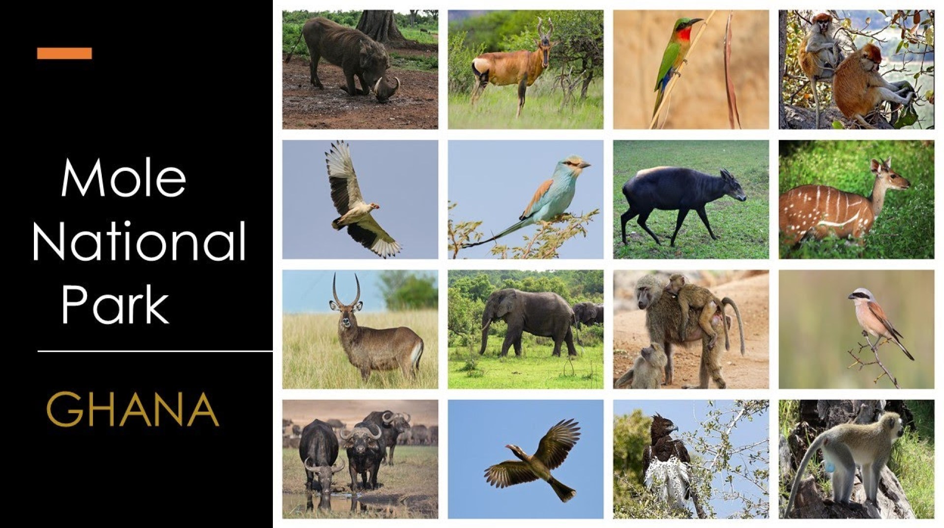 Mole National Park in Ghana, home to animals of the Guinea Savannah, Amazing wildlife Safari Mole National Park in Ghana, home to animals of the Guinea Savannah, Amazing wildlife Safari