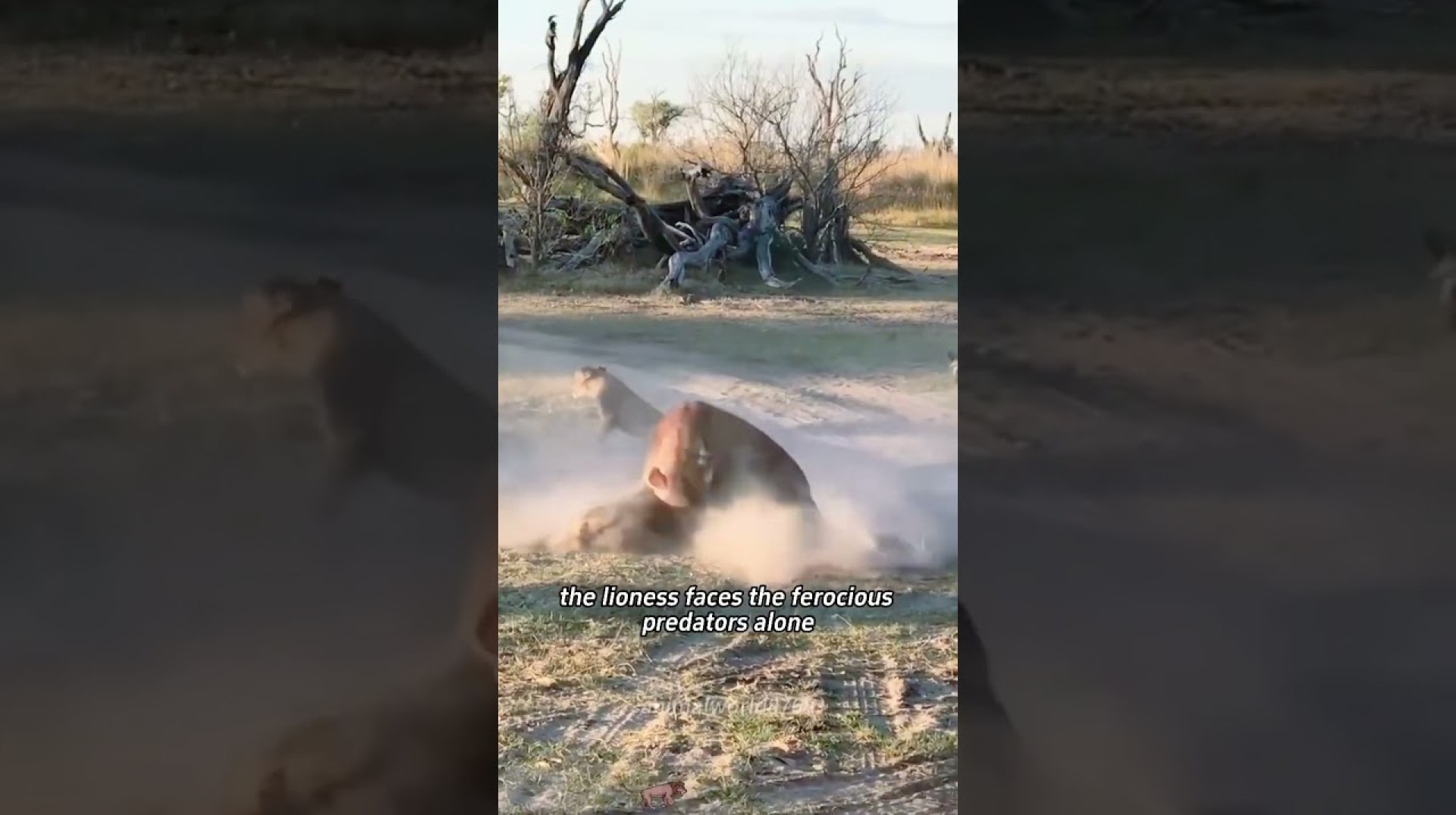 #youtubeshorts #wildlife #lion #lionfunny #animals #funnylion #lionjoke #youtubeshorts #wildlife #lion #lionfunny #animals #funnylion #lionjoke