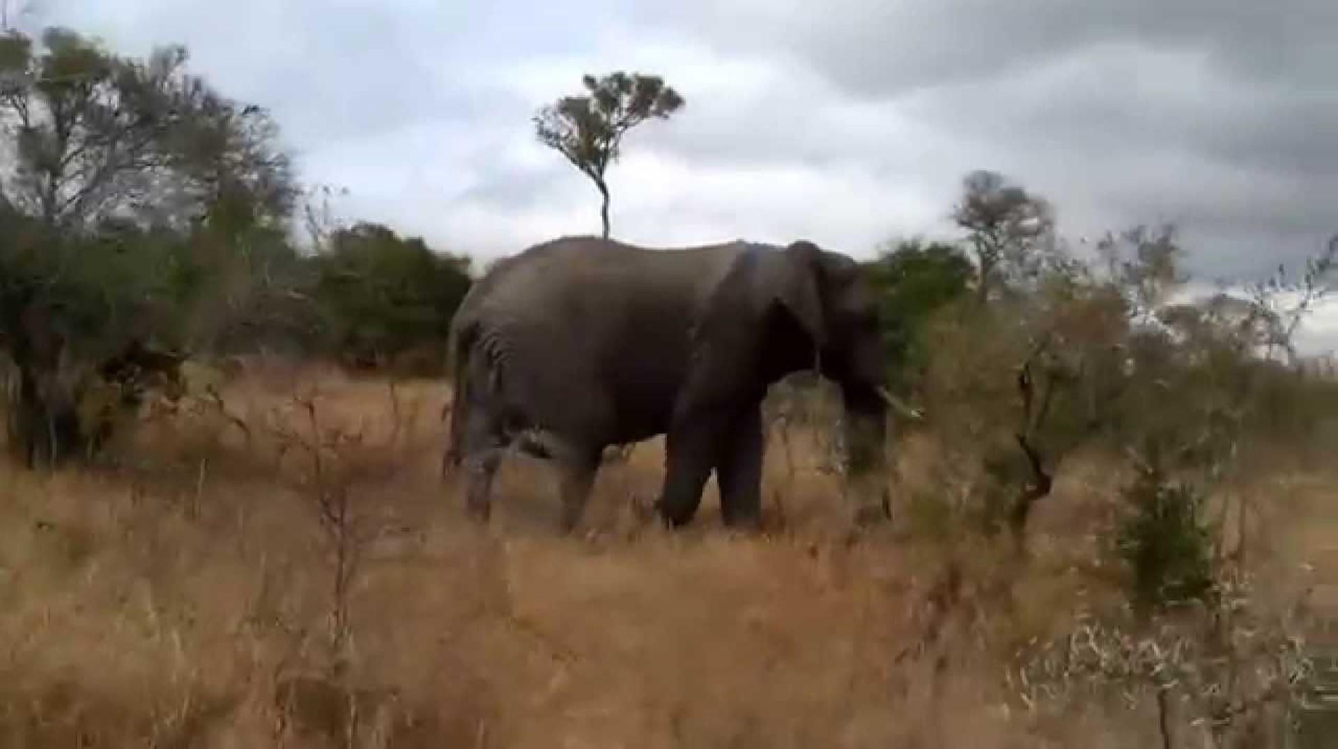 South Africa – Ngala Private Game Reserve – Elephant (July 2013) South Africa – Ngala Private Game Reserve – Elephant (July 2013)