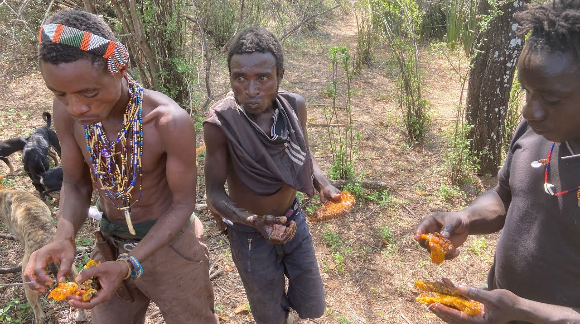 Eating Black mamba and wild honey from stinging bees: A Hadza Documentary Eating Black mamba and wild honey from stinging bees: A Hadza Documentary
