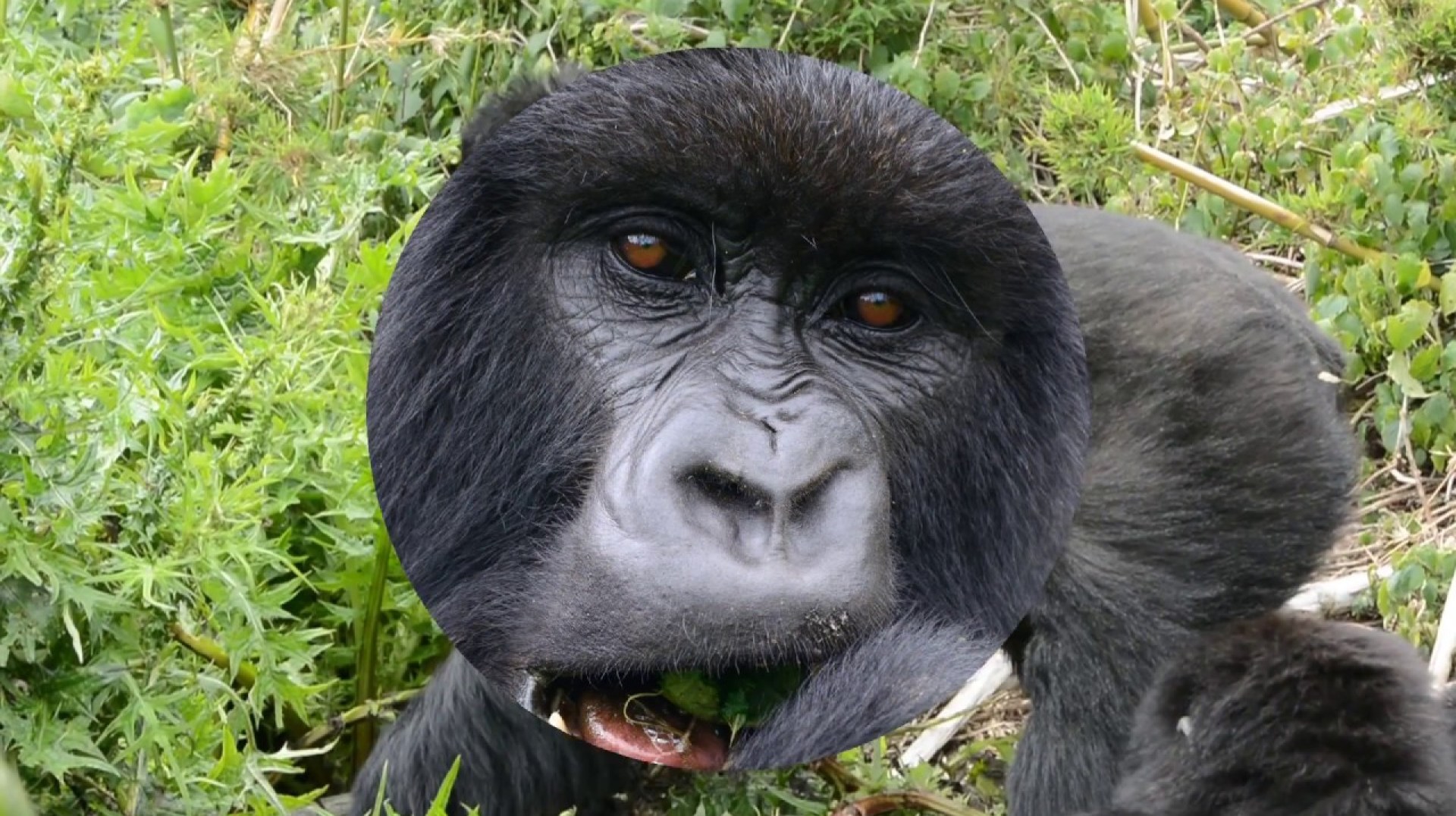 Gorilla Trekking Tours in Uganda and Rwanda – Cisticola Tours LTD Gorilla Trekking Tours in Uganda and Rwanda – Cisticola Tours LTD