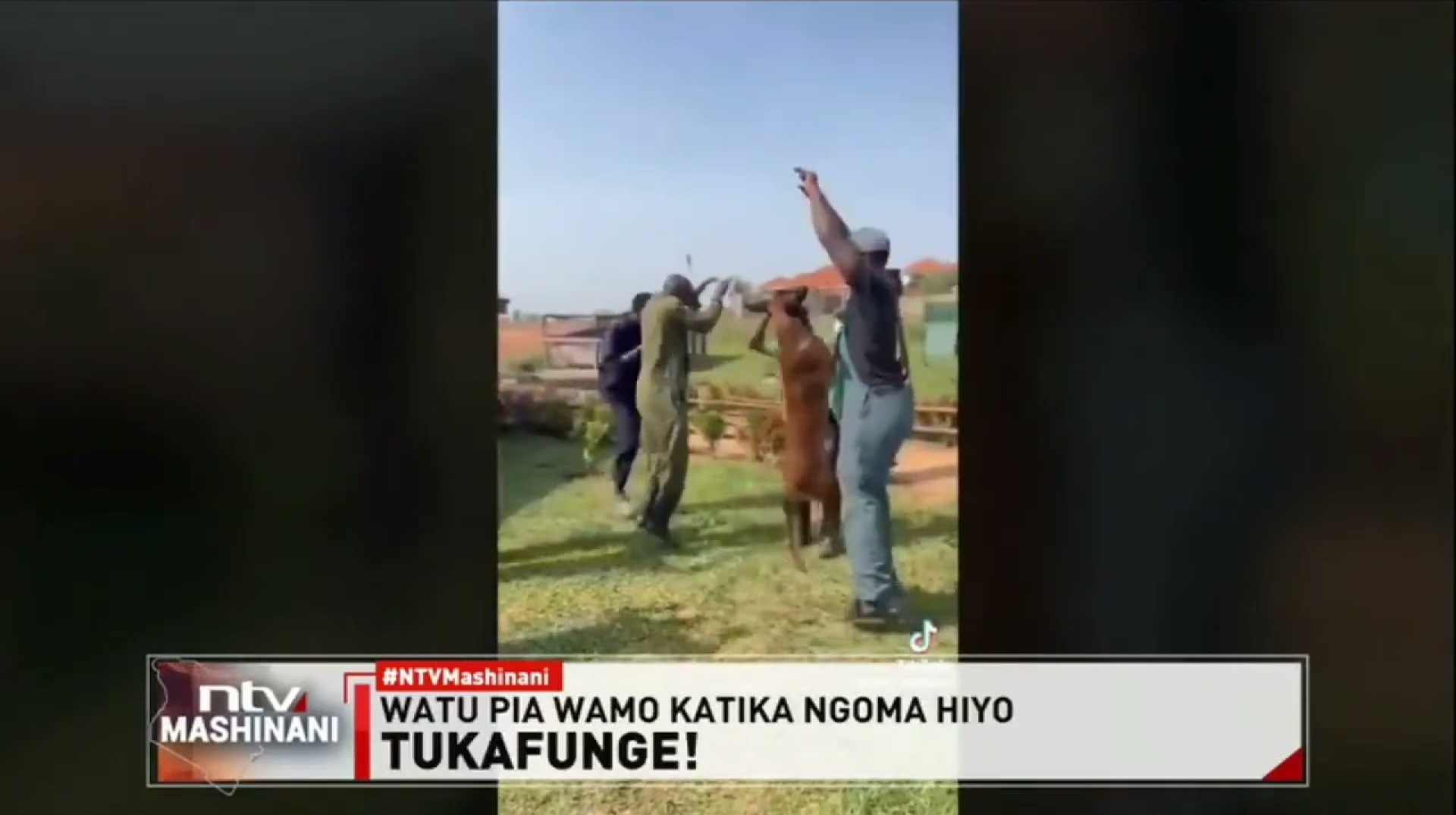 Mbwa wacheza kwa mbwembwe: Midundo ya kipekee ya marafiki wa mwanadamu Mbwa wacheza kwa mbwembwe: Midundo ya kipekee ya marafiki wa mwanadamu