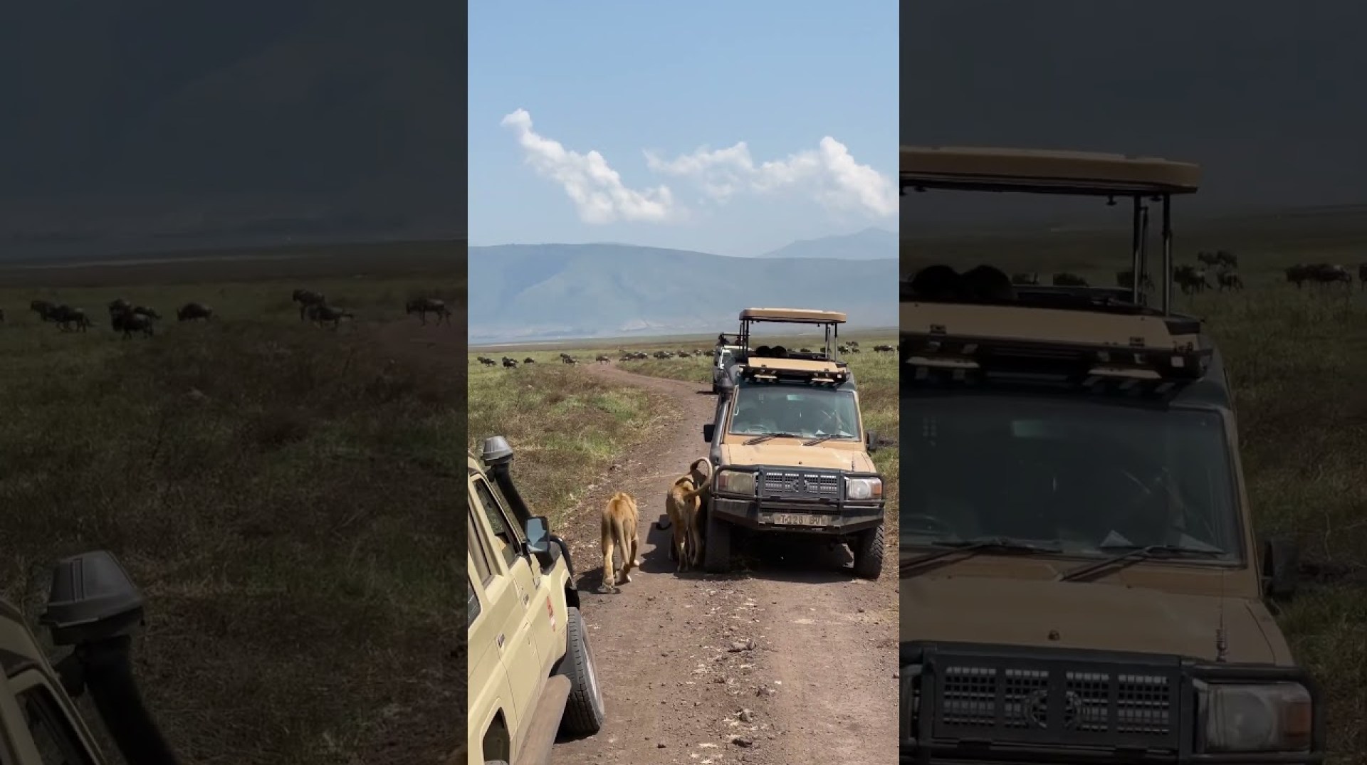 The Ngorongoro Crater Big Cats experience is timeless! #discoveryjourneys #travel #tanzania #safari The Ngorongoro Crater Big Cats experience is timeless! #discoveryjourneys #travel #tanzania #safari