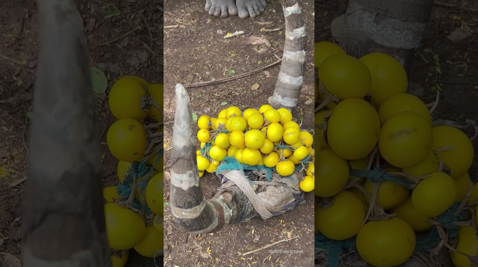 Mursi tribe – Horns & Lipplates #omovalley #mursi #africanvillage #africantribe #africalifestyles Mursi tribe – Horns & Lipplates #omovalley #mursi #africanvillage #africantribe #africalifestyles