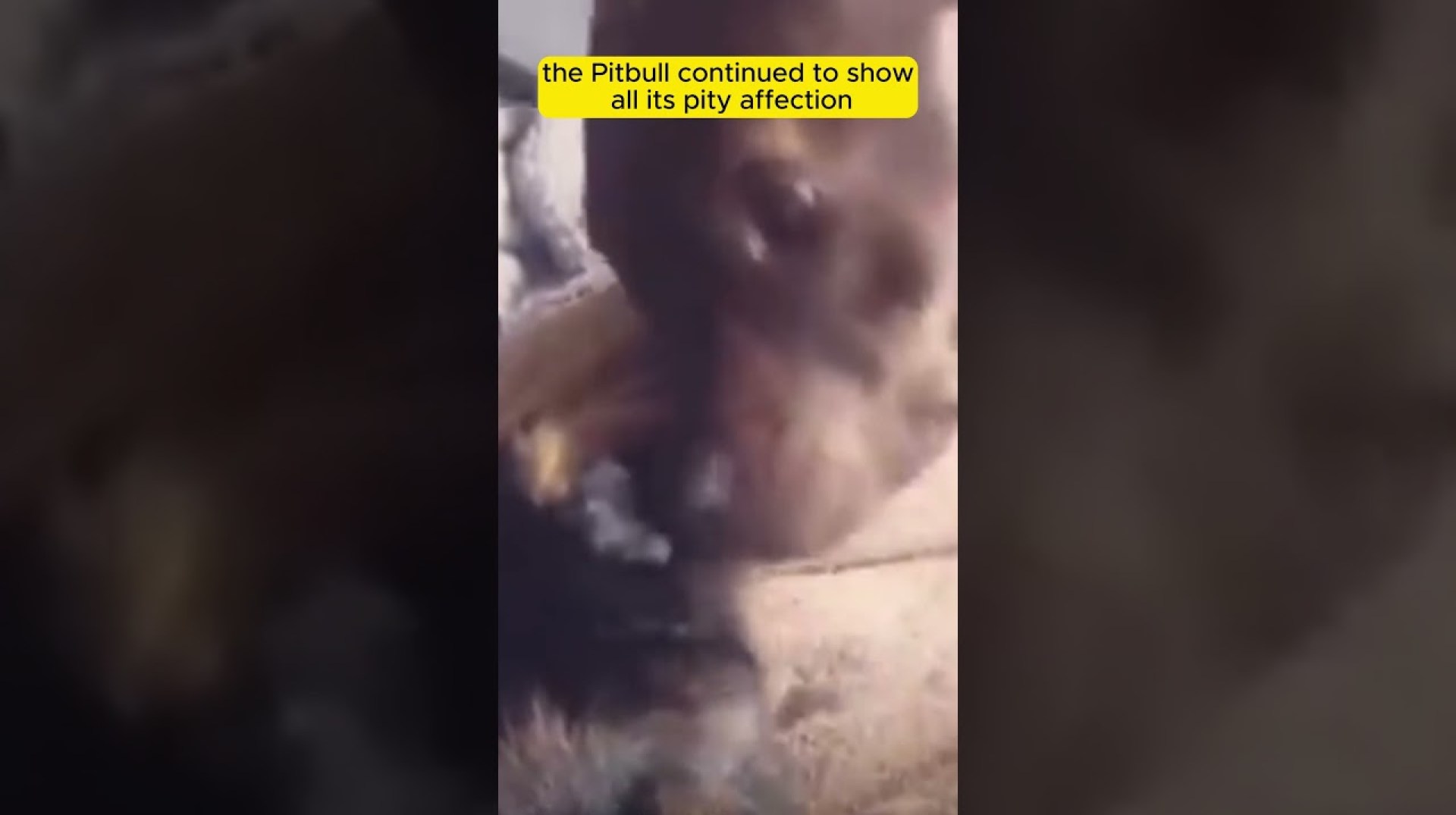 Unlikely Friendship: Pit Bull Wins Over Guinea Pigs Unlikely Friendship: Pit Bull Wins Over Guinea Pigs