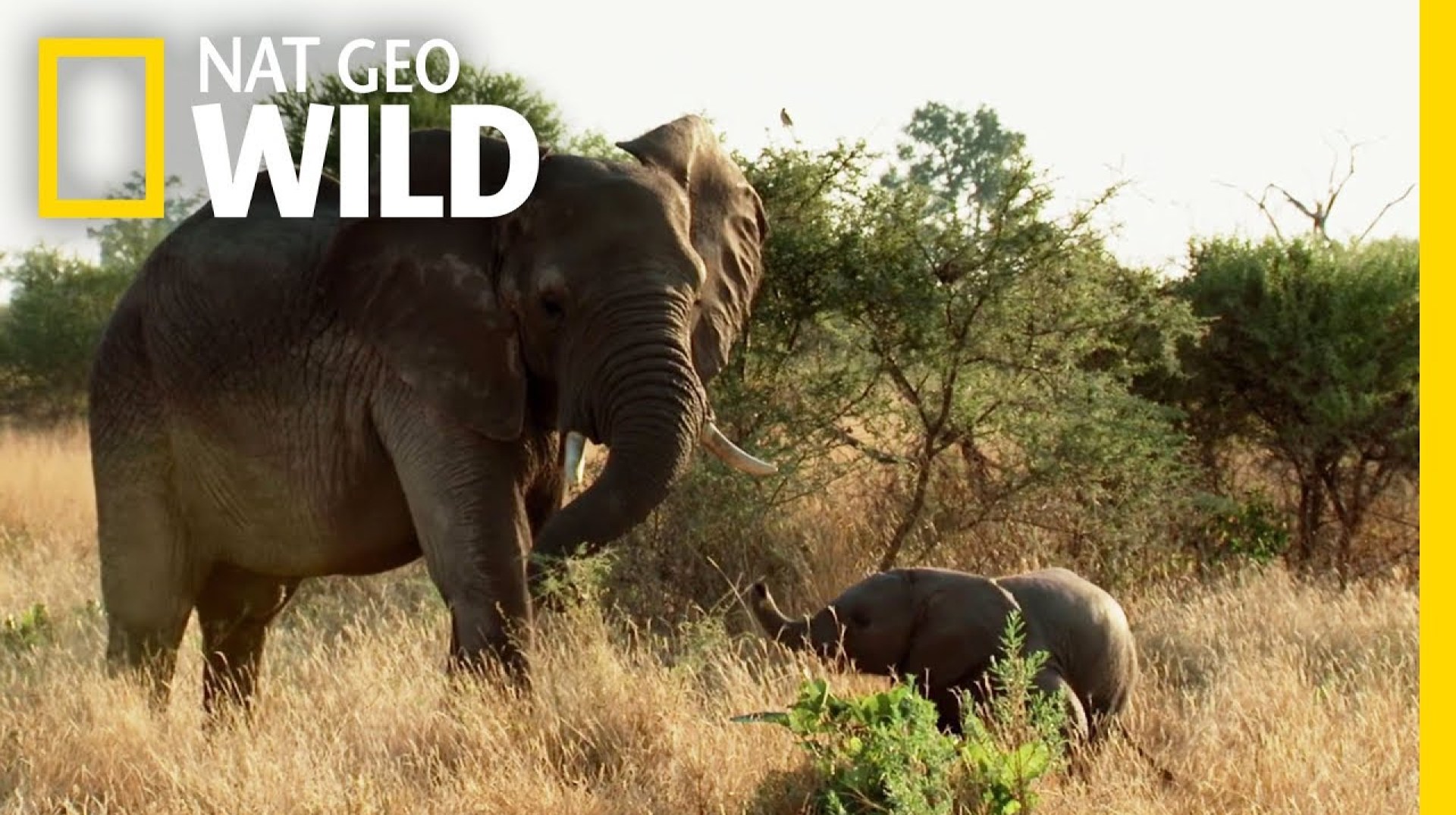 Elephant Family Bonds | Elephant: King of the Kalahari Elephant Family Bonds | Elephant: King of the Kalahari