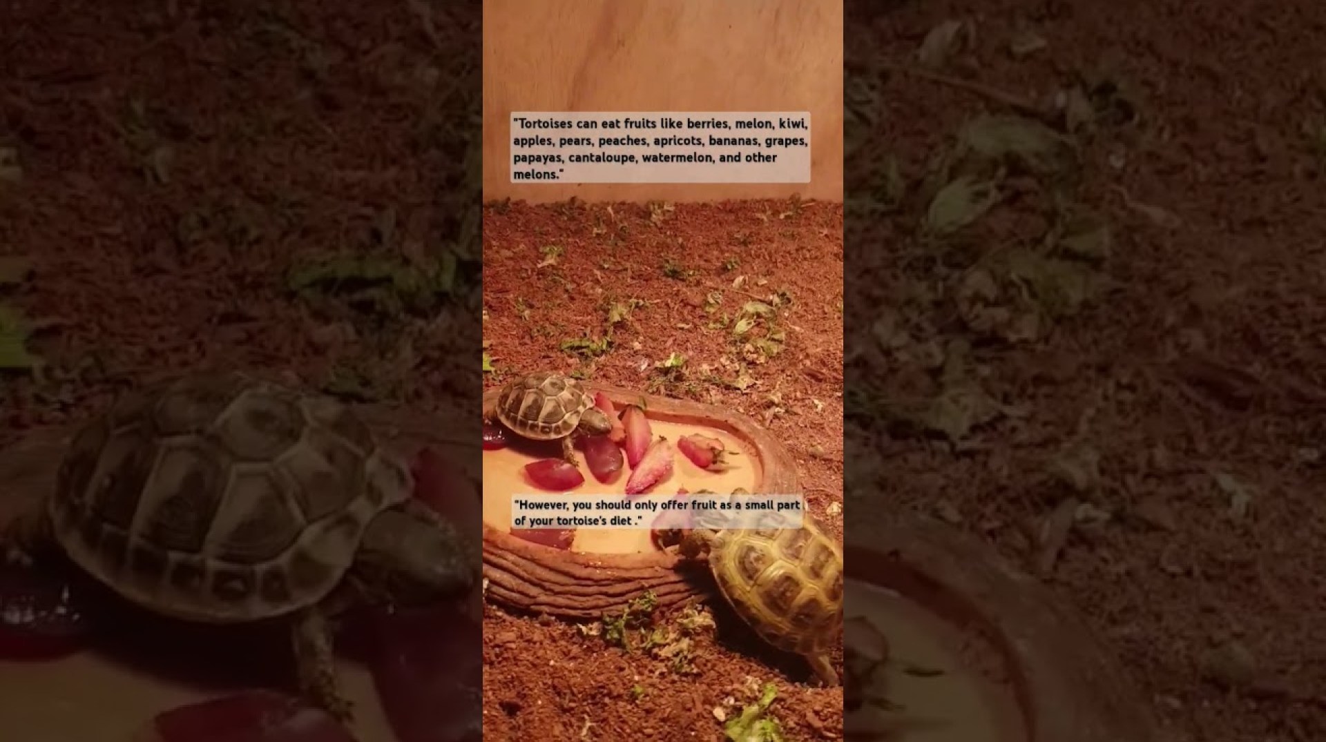 Tortoise x Fruits #animallover #tortoise #tortoiselover #fruit #feed #diet #love #pets #pet #eating Tortoise x Fruits #animallover #tortoise #tortoiselover #fruit #feed #diet #love #pets #pet #eating