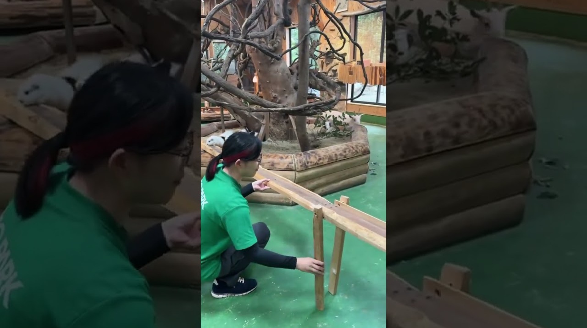 Guinea Pigs crossing a bridge! #guineapig #animals #piggies #japan #nagasaki #travel Guinea Pigs crossing a bridge! #guineapig #animals #piggies #japan #nagasaki #travel