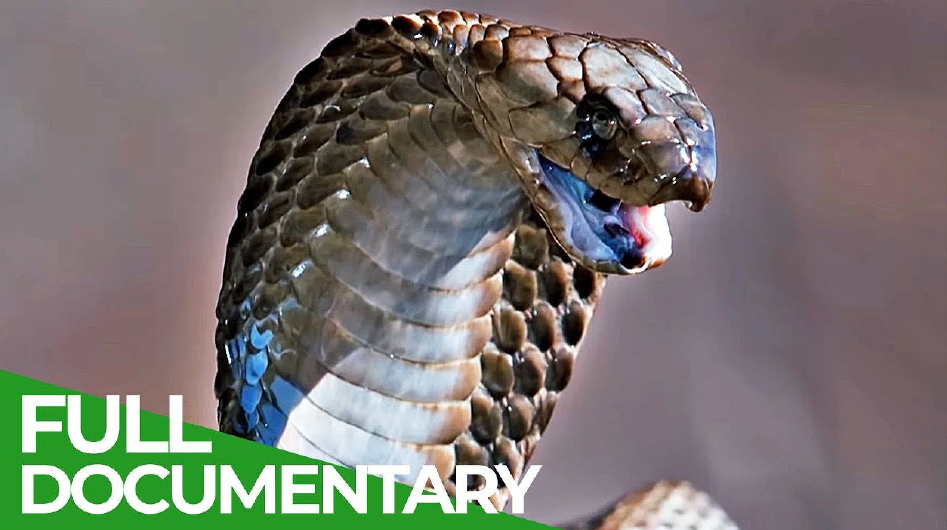 Spits & Stings | Animal Armory | Episode 5 | Free Documentary Nature Spits & Stings | Animal Armory | Episode 5 | Free Documentary Nature