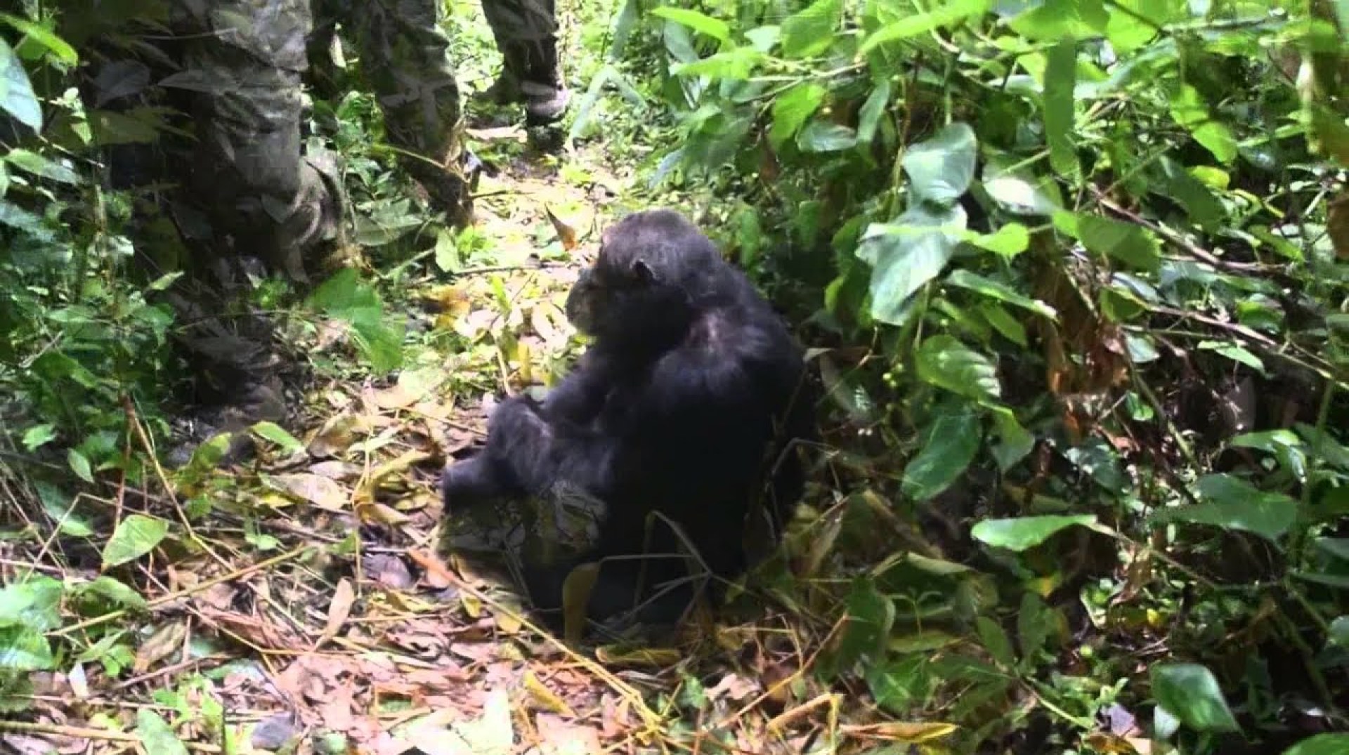 Mahale Mountains N.P., Tanzania – Chimpanzee Trekking (Day 2) 2014 Dec. Mahale Mountains N.P., Tanzania – Chimpanzee Trekking (Day 2) 2014 Dec.