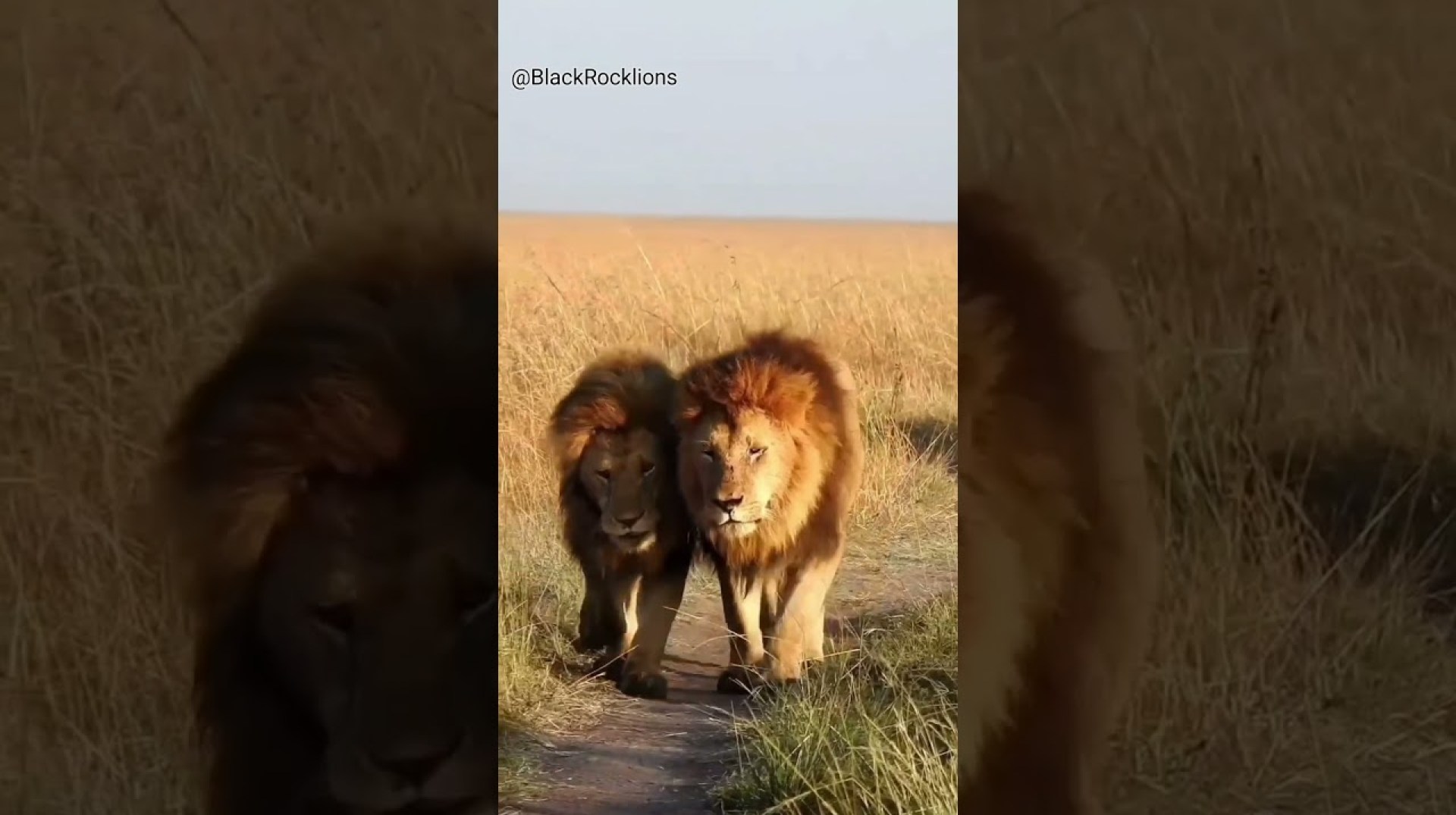 Oloimina and Oloshipa petroling rongai territory #lion #wildanimals #shorts Oloimina and Oloshipa petroling rongai territory #lion #wildanimals #shorts