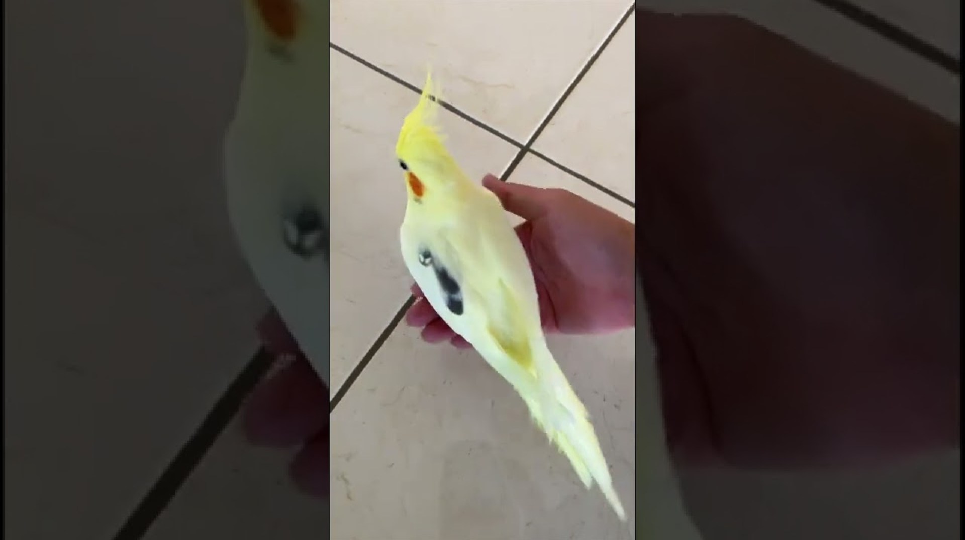 The Right Way of Picking up a Banana The Right Way of Picking up a Banana