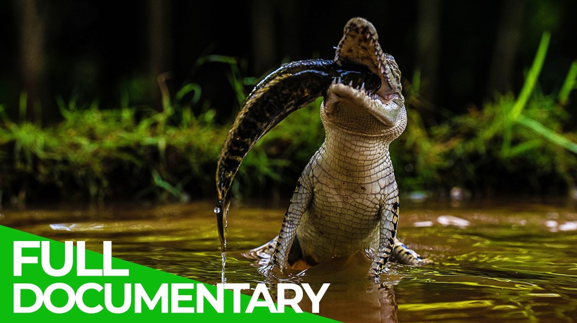 Wildlife Stories: Eat or Die | Free Documentary Nature Wildlife Stories: Eat or Die | Free Documentary Nature