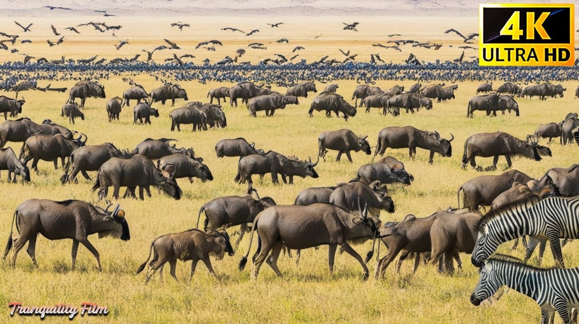 4K Wildlife of Africa – Bwabwata National Park | Encounter with wild animals | Animal Documentary 4K Wildlife of Africa – Bwabwata National Park | Encounter with wild animals | Animal Documentary