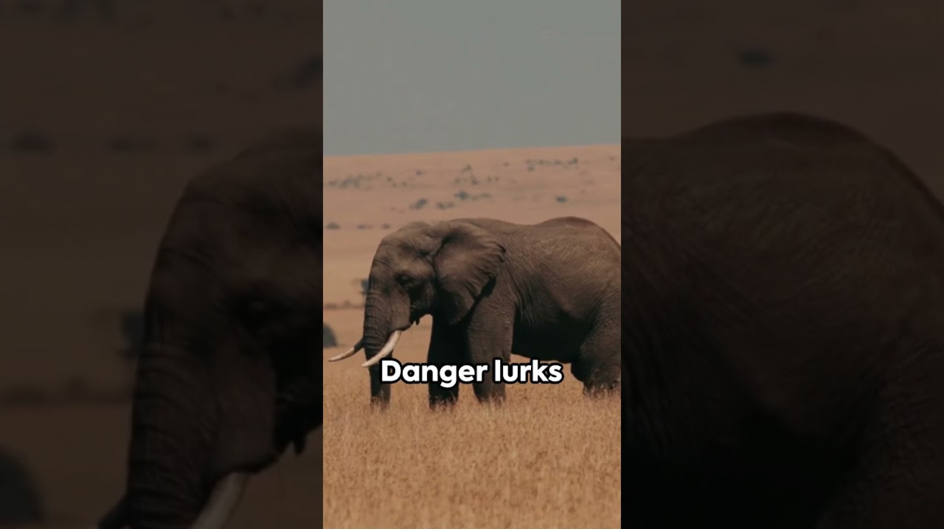 Savanna Sovereigns Confronting Africa's Killer Wildlife #facts #safari #lion Savanna Sovereigns Confronting Africa's Killer Wildlife #facts #safari #lion