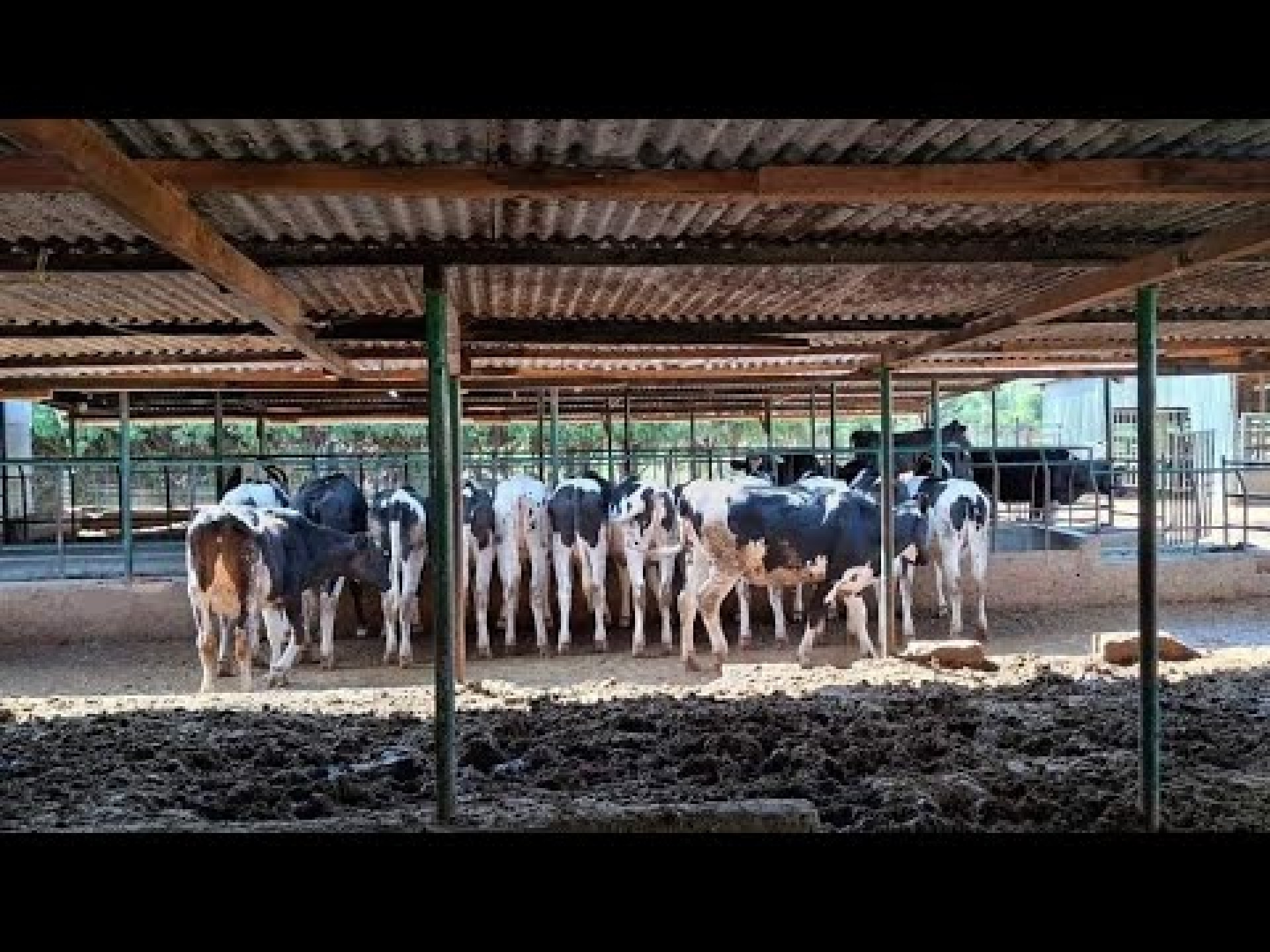Dairy Farming in East Africa. Why Kenya is the leader? //Documentary Dairy Farming in East Africa. Why Kenya is the leader? //Documentary