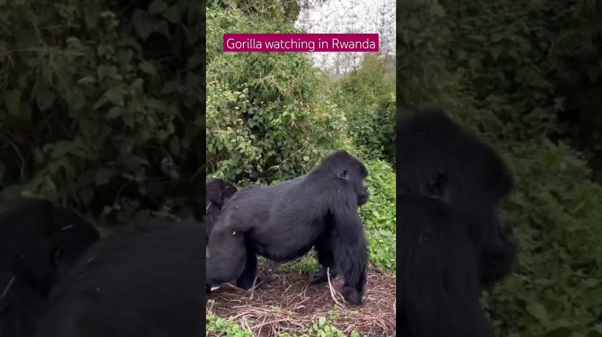 Gorillas in Rwanda – Watching Mountain Gorillas in Volcanoes National Park #gorilla #gorillatrekking Gorillas in Rwanda – Watching Mountain Gorillas in Volcanoes National Park #gorilla #gorillatrekking