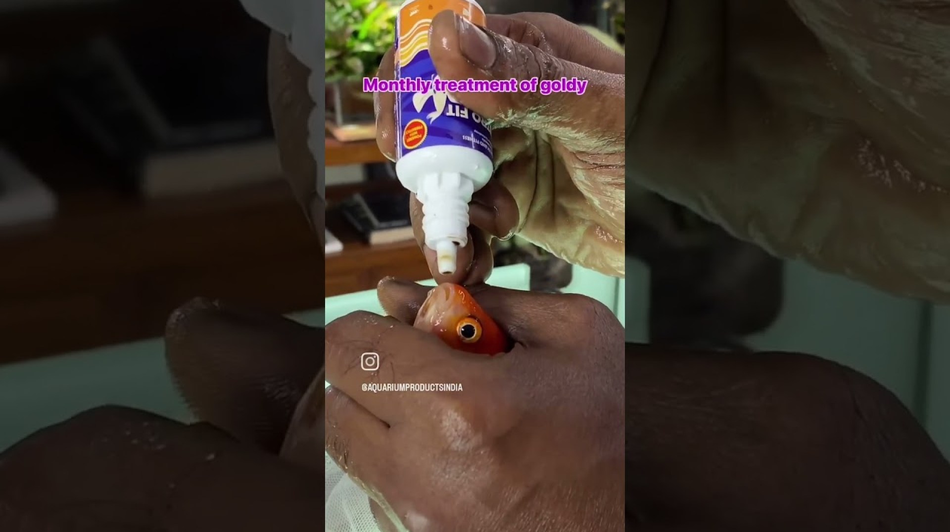 WHY This for my Goldfish | Life AAYU Nutro Fit Plus #goldfish #aquarium #goldfishaquarium WHY This for my Goldfish | Life AAYU Nutro Fit Plus #goldfish #aquarium #goldfishaquarium