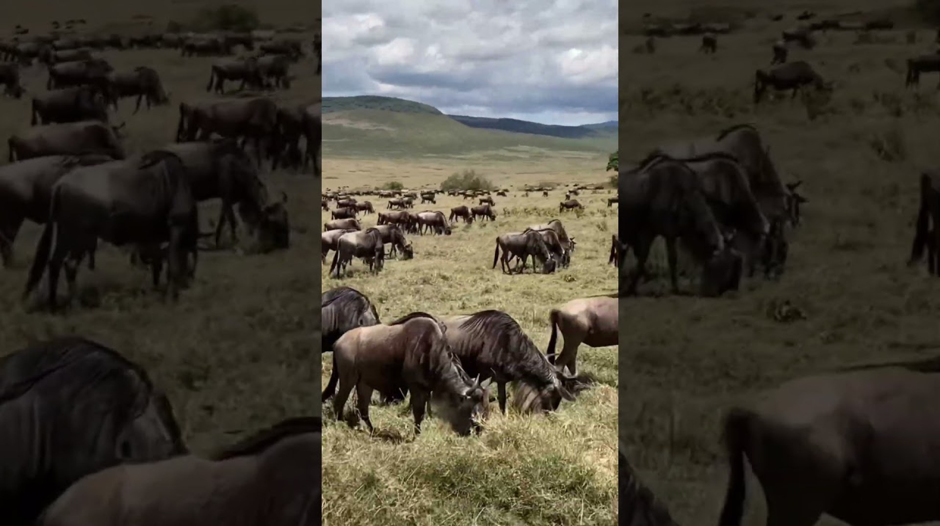 HUNDREDS of WILDEBEESTS!! #wildlife #ngorongorocrater #africa #safari #tanzania HUNDREDS of WILDEBEESTS!! #wildlife #ngorongorocrater #africa #safari #tanzania