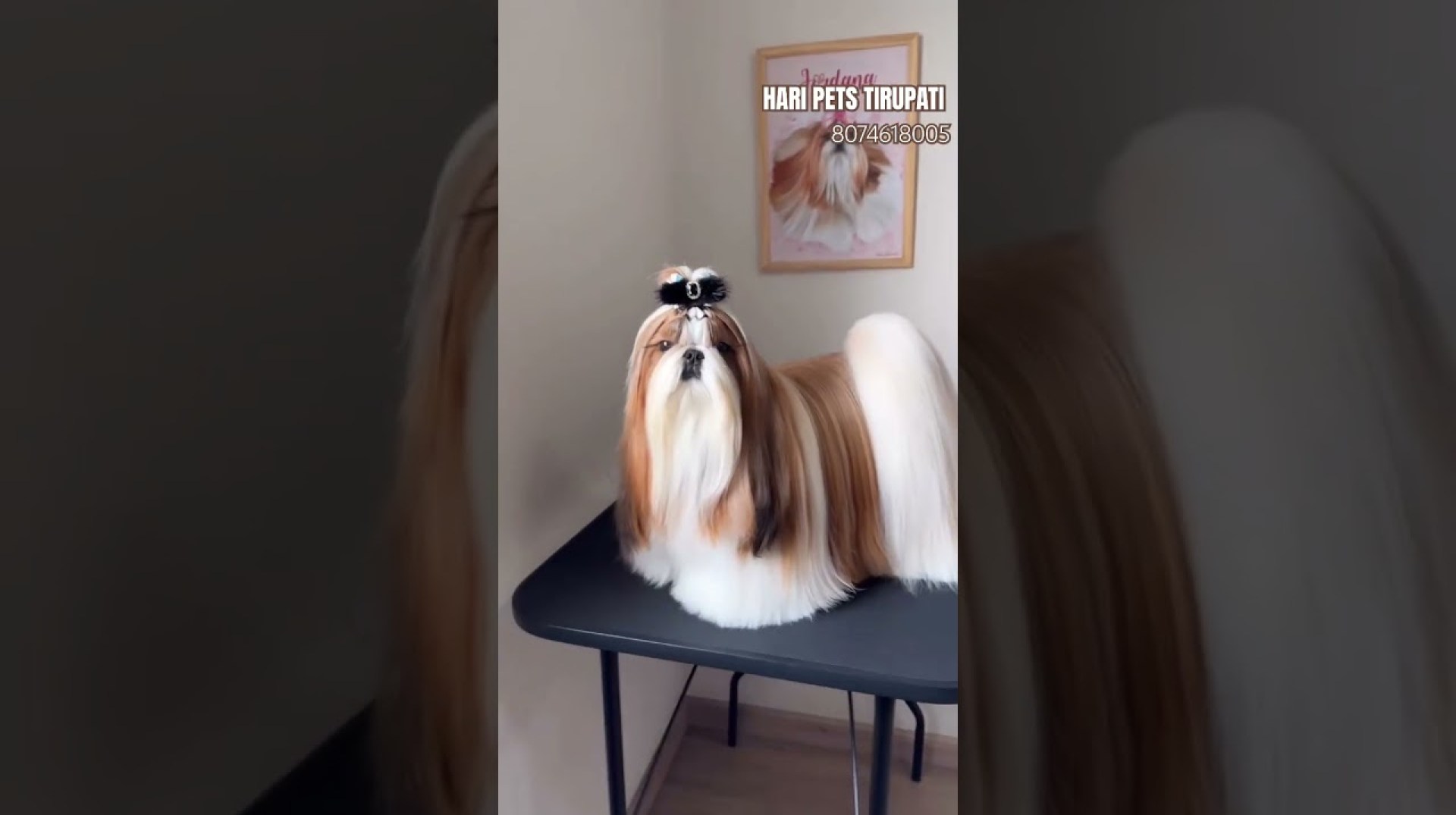 SHIHTZU #shihtzu #cutedog #puppy #doglover #smalldogbreed #newshorts SHIHTZU #shihtzu #cutedog #puppy #doglover #smalldogbreed #newshorts