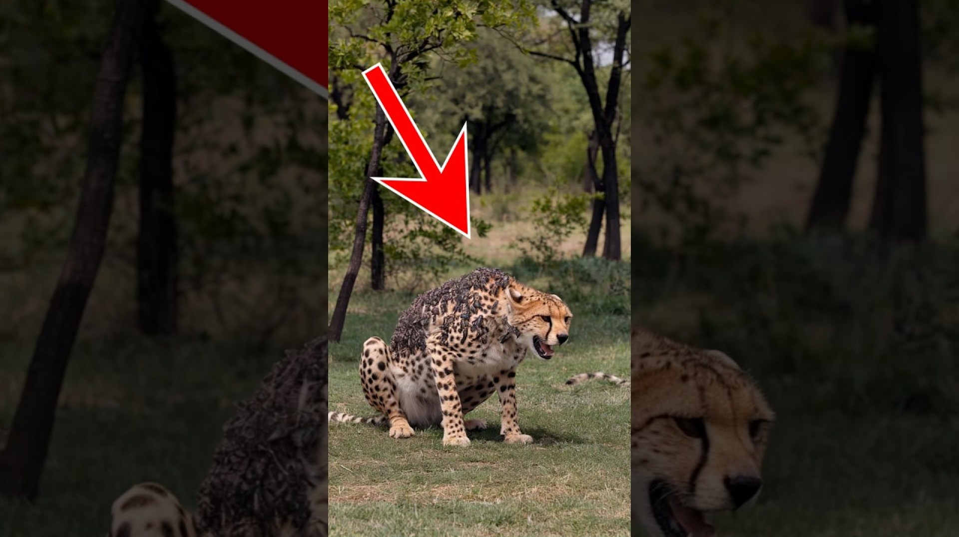 The story of the wolf who saved the cheetah's life #animals #wolf #cheetahs The story of the wolf who saved the cheetah's life #animals #wolf #cheetahs