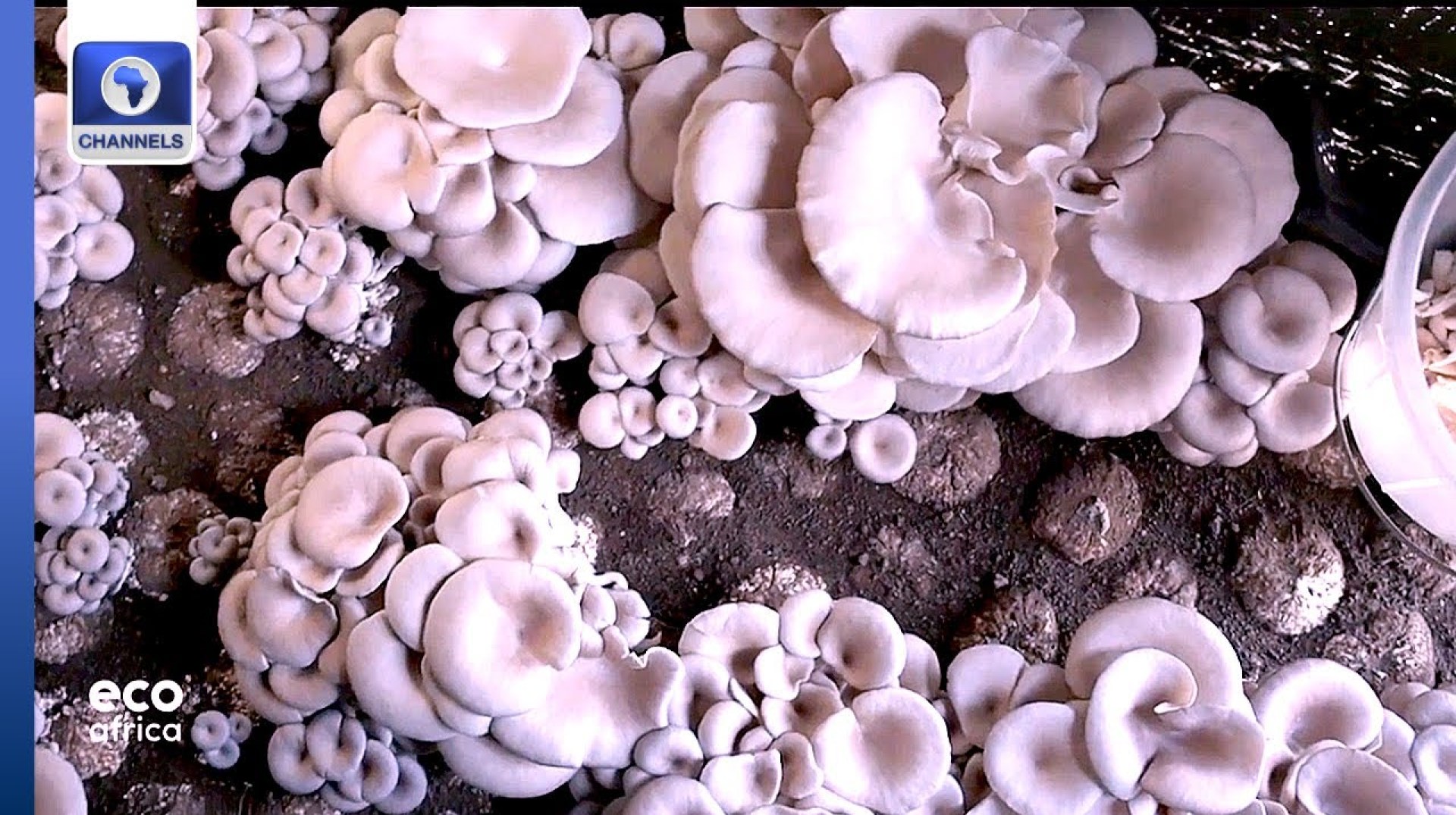 Mushroom Business In Rwanda, Impact Of Online Shopping + More | Eco Africa Mushroom Business In Rwanda, Impact Of Online Shopping + More | Eco Africa