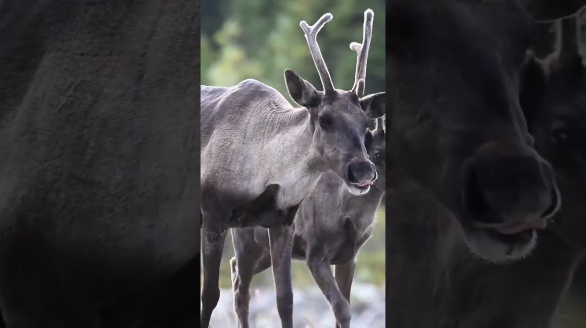 What is The Caribou Reason for Migration? Caribou migrate farther than any other known land animal What is The Caribou Reason for Migration? Caribou migrate farther than any other known land animal