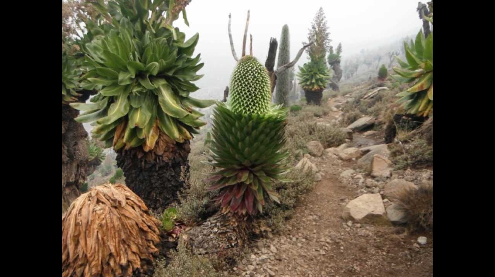 Mount Kenya trekking and climbing Mount Kenya trekking and climbing
