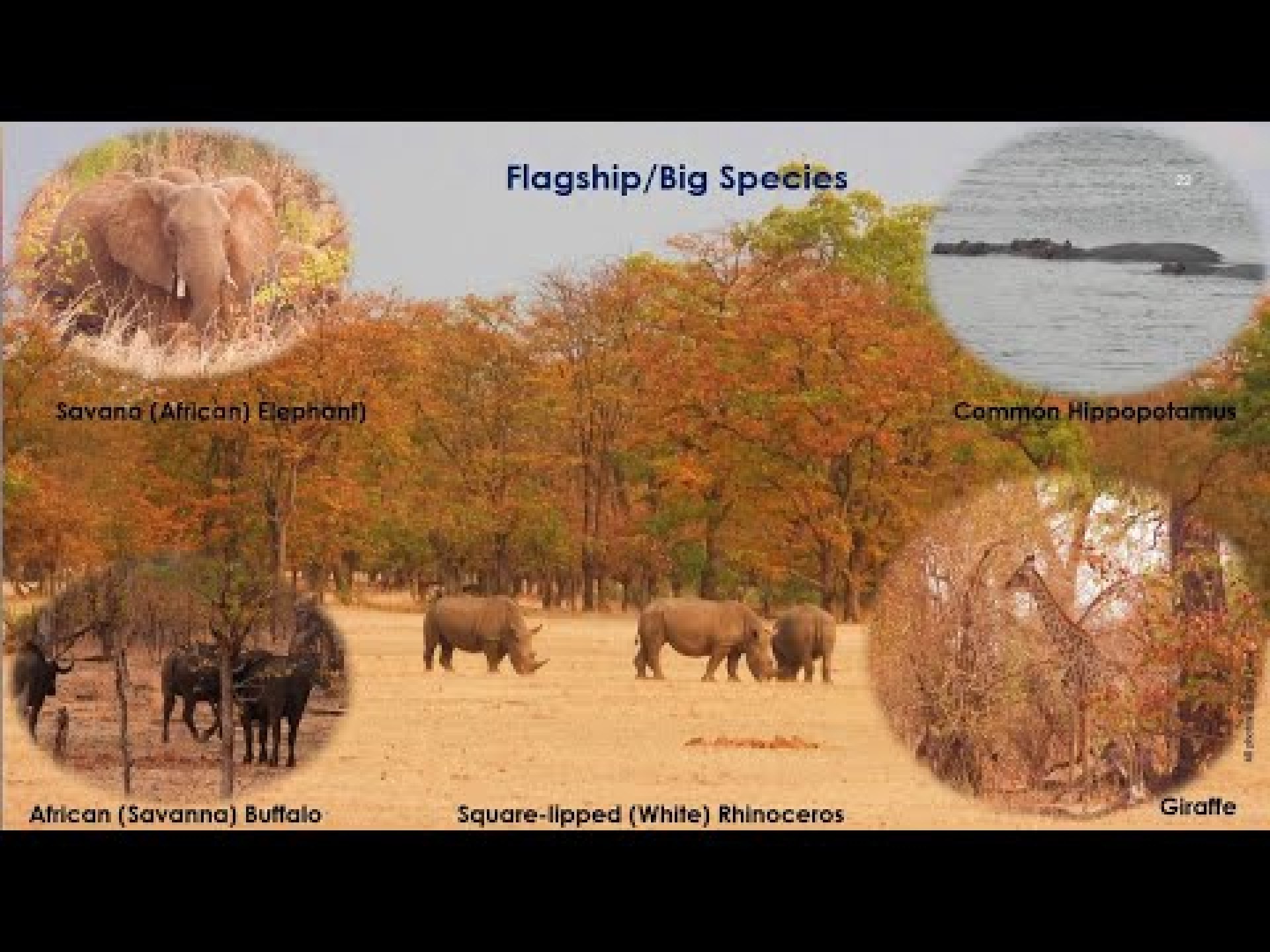 Wildlife of Mosi Oa Tunya National Park |Victoria Falls | Livingstone | Zambia Wildlife of Mosi Oa Tunya National Park |Victoria Falls | Livingstone | Zambia