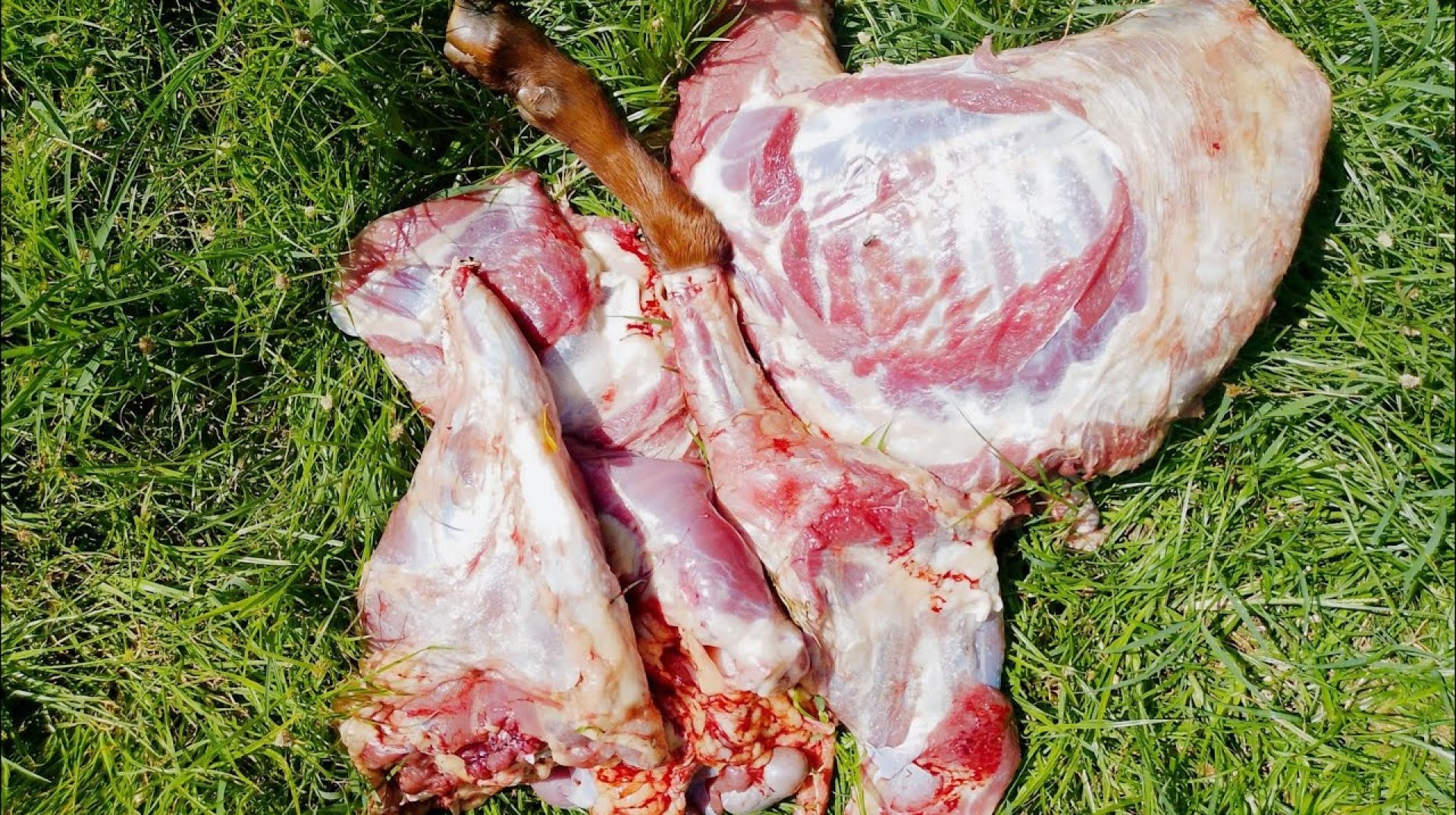 Traditional African Village Feast: Cooking Whole Goat Stew for Lunch Traditional African Village Feast: Cooking Whole Goat Stew for Lunch