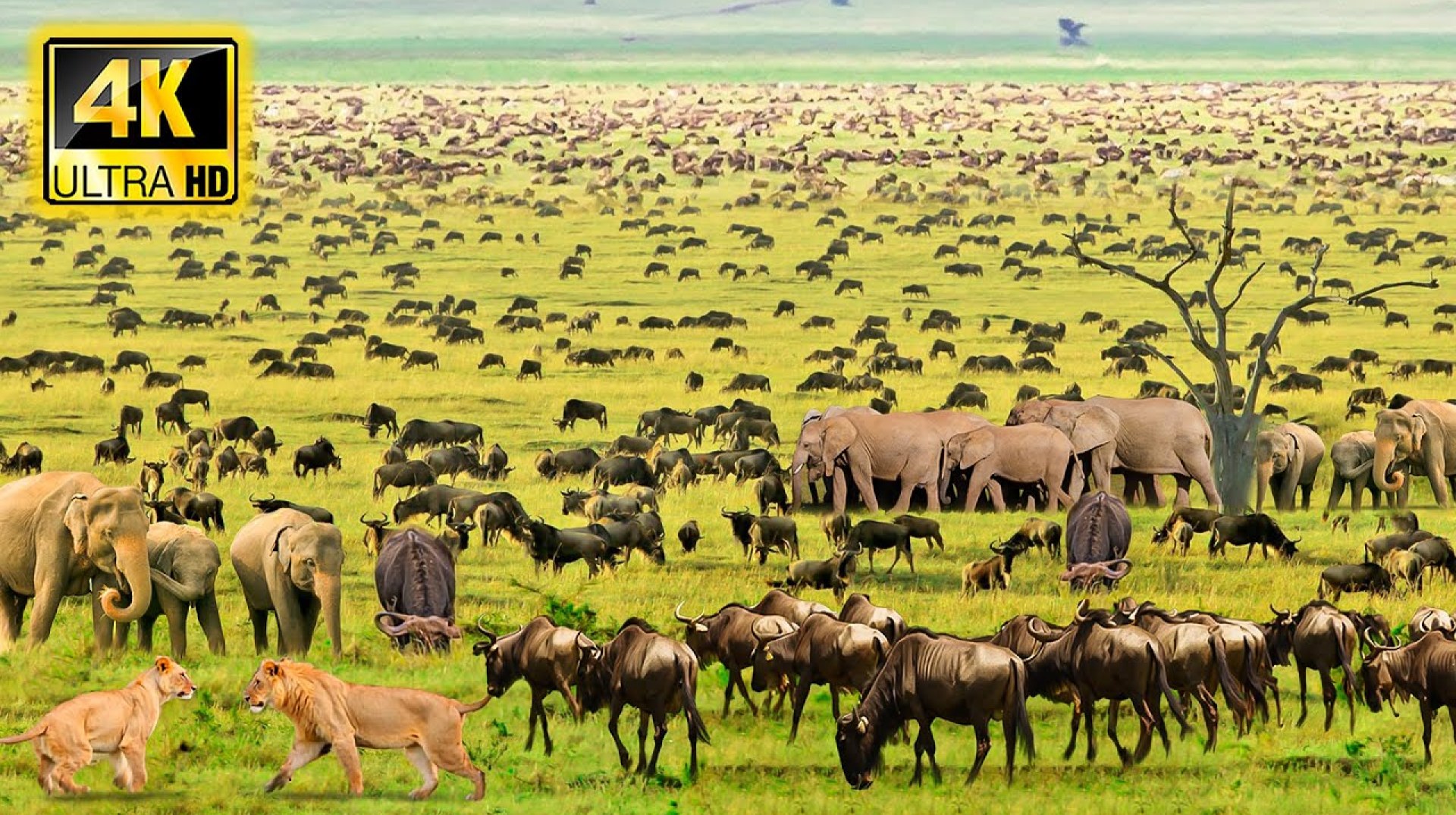 4K African Animals: Survival in The Wild Heart of Amboseli National Park – Wonderful Wildlife Movie 4K African Animals: Survival in The Wild Heart of Amboseli National Park – Wonderful Wildlife Movie