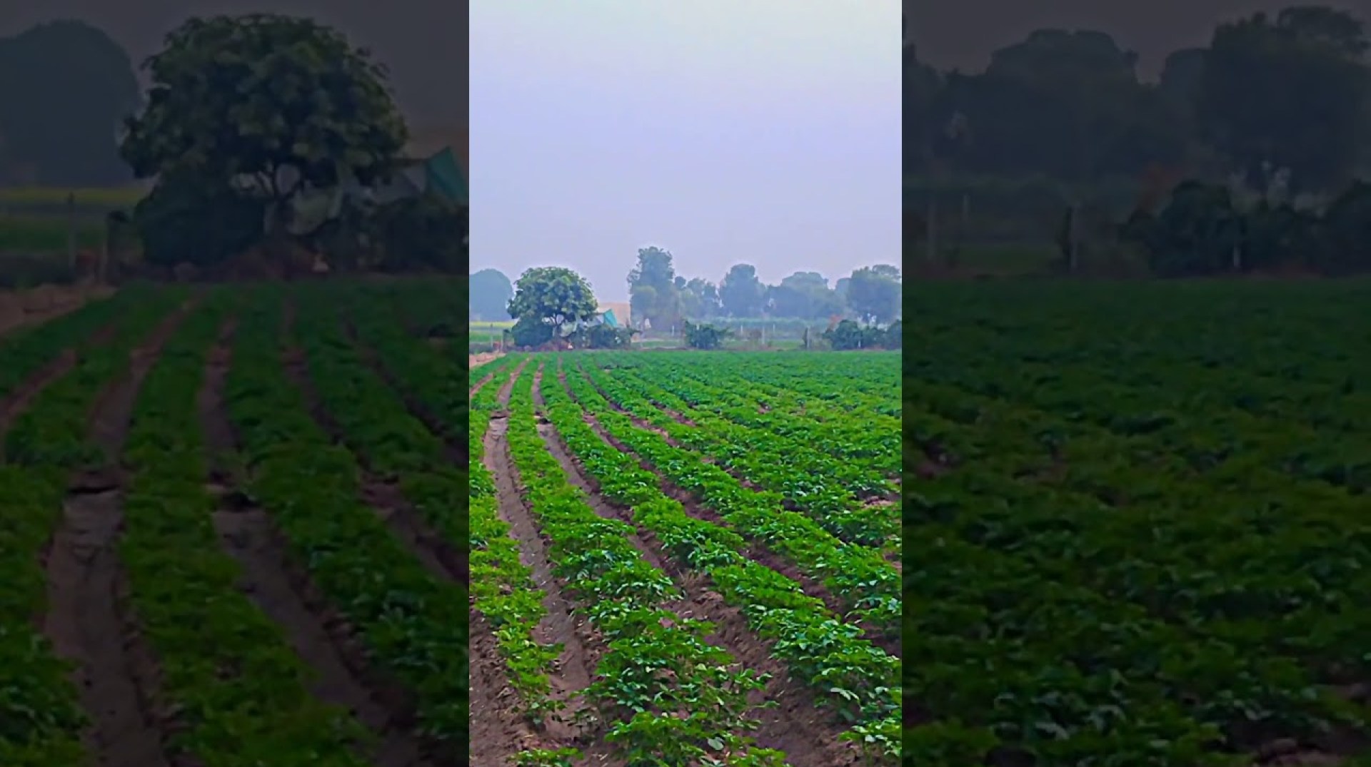 I Went Bataka Farming in Uganda I Went Bataka Farming in Uganda