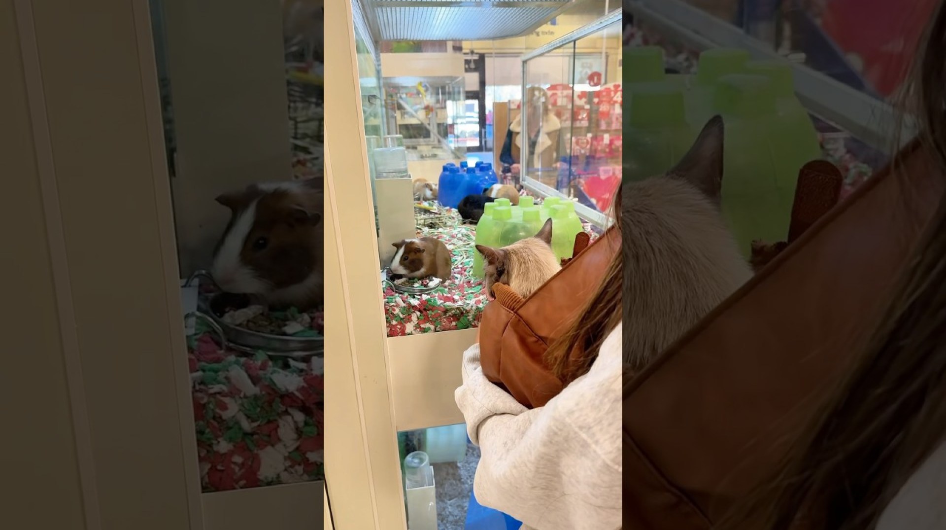 Bibble meets guinea pigs #animals #wholesome #petstore #cats #bibbleandnori Bibble meets guinea pigs #animals #wholesome #petstore #cats #bibbleandnori