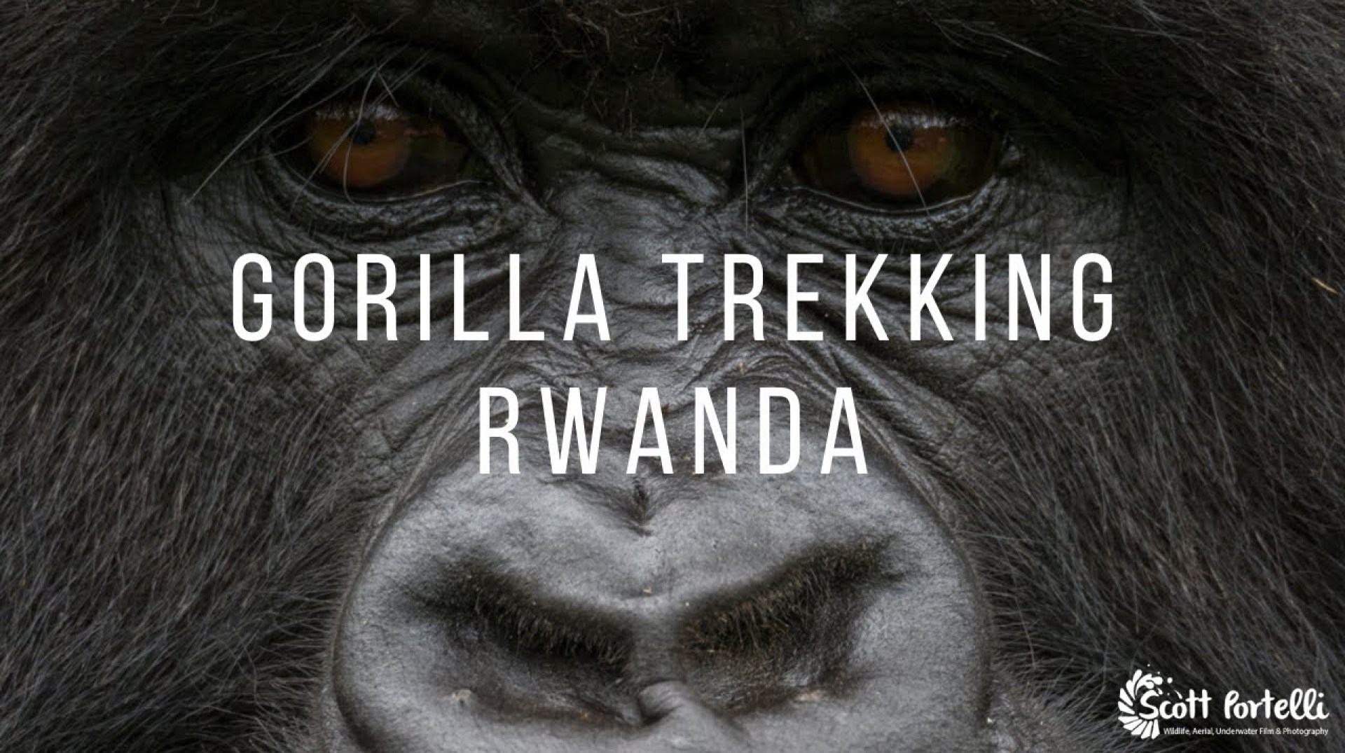 Rwanda's Wild Beauty: Gorilla Trekking Adventures Rwanda's Wild Beauty: Gorilla Trekking Adventures