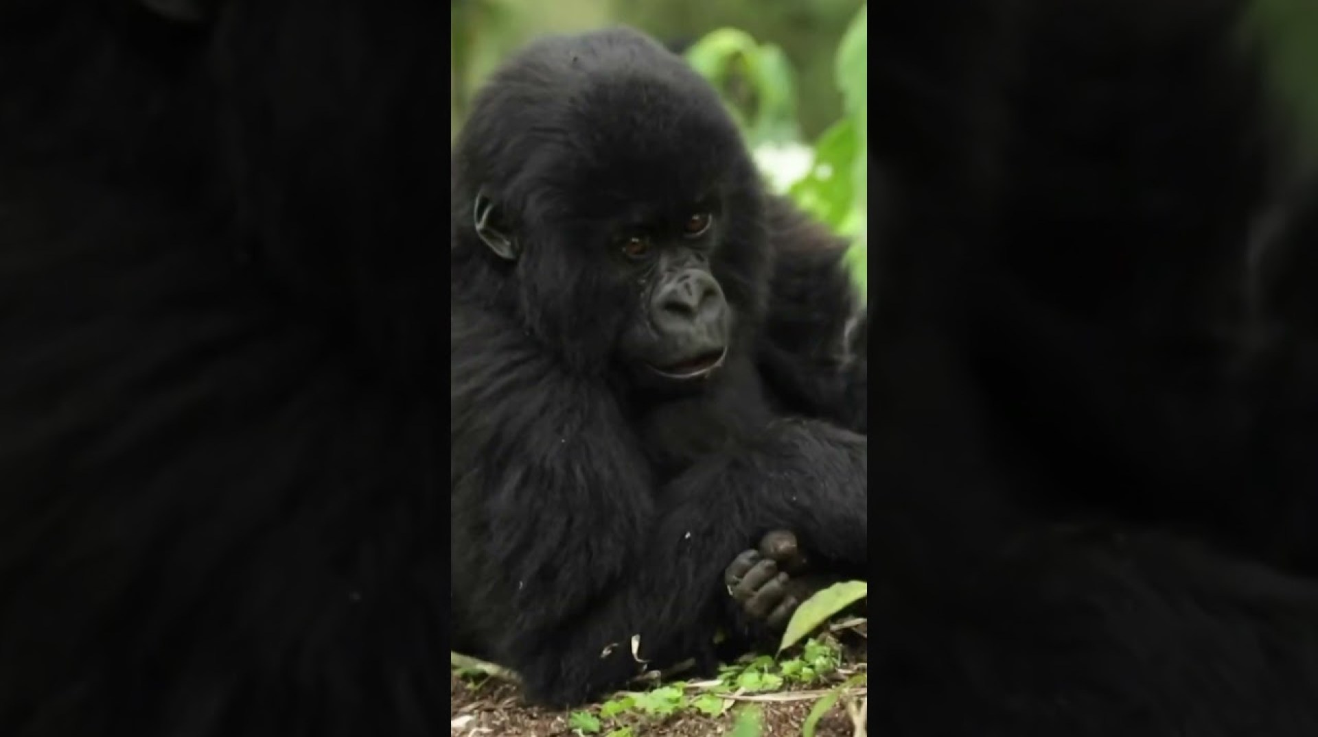 Gorillas trekking in rwanda Gorillas trekking in rwanda