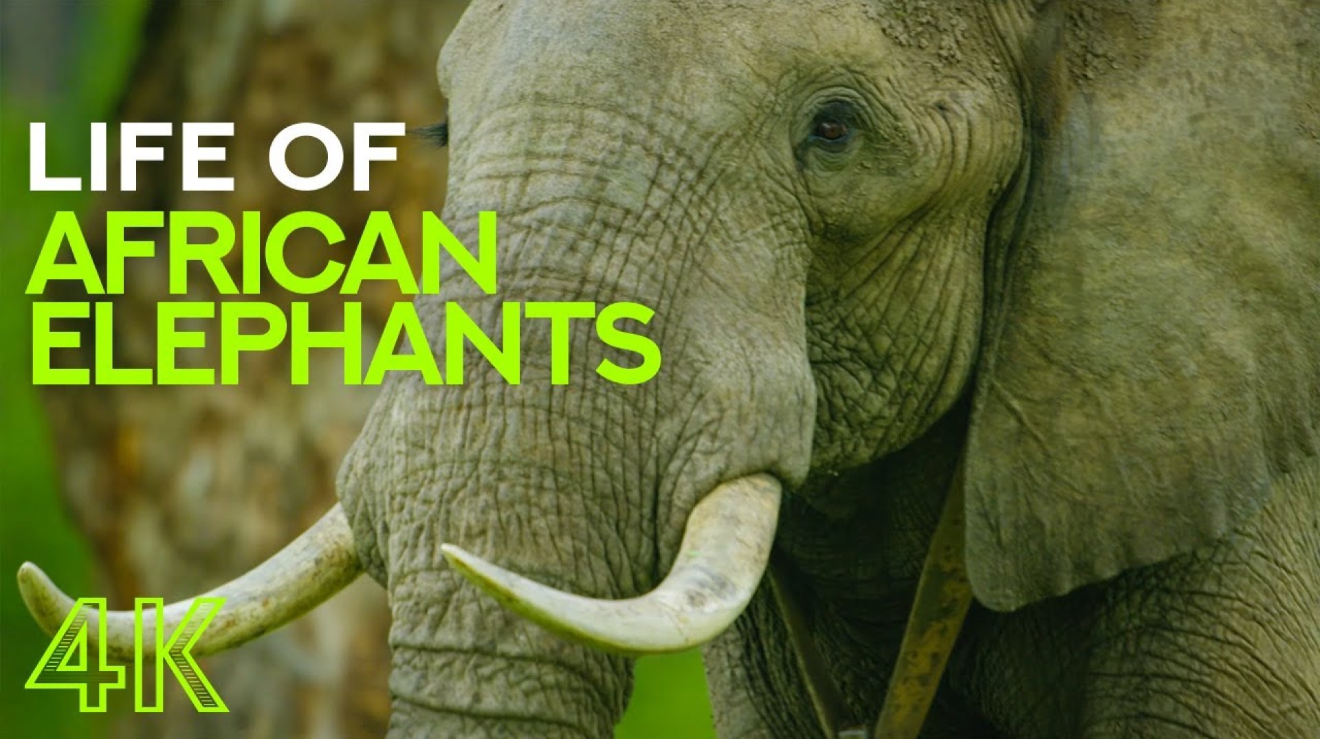 Life of African Elephants – Largest Terrestrial Mammals of the Earth – 4K Nature Documentary Film Life of African Elephants – Largest Terrestrial Mammals of the Earth – 4K Nature Documentary Film