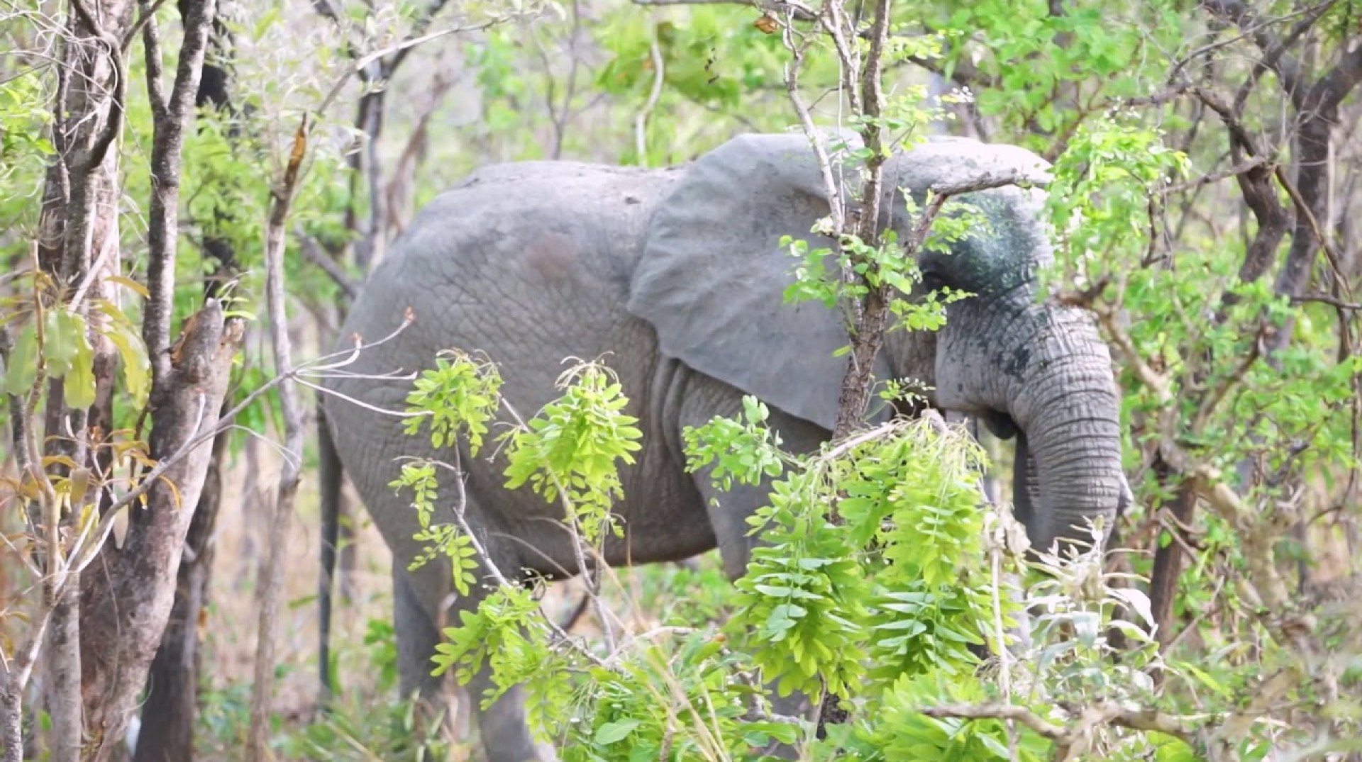 The Wild Elephants Of Mole National Park – Safari By Foot – Ghana, Africa The Wild Elephants Of Mole National Park – Safari By Foot – Ghana, Africa