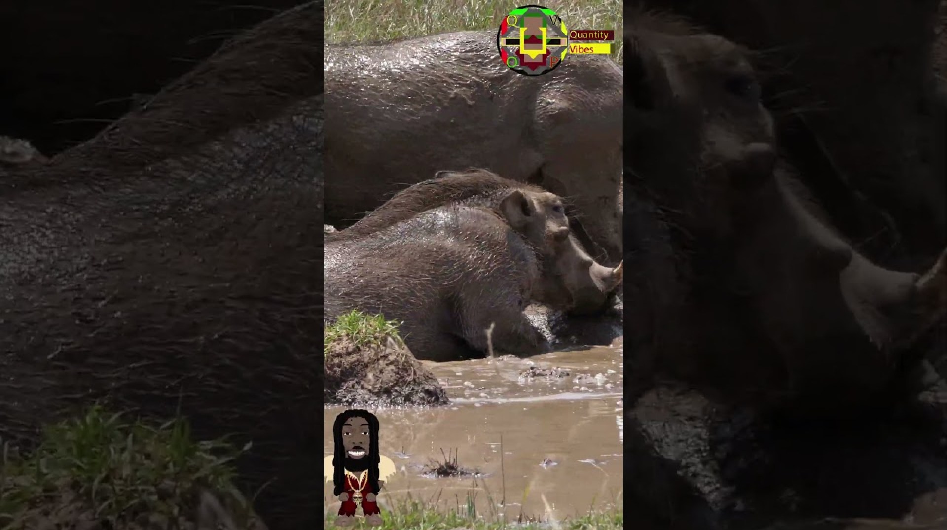Pumba's Dirty little Secret #shorts#warthog#wildlife Pumba's Dirty little Secret #shorts#warthog#wildlife
