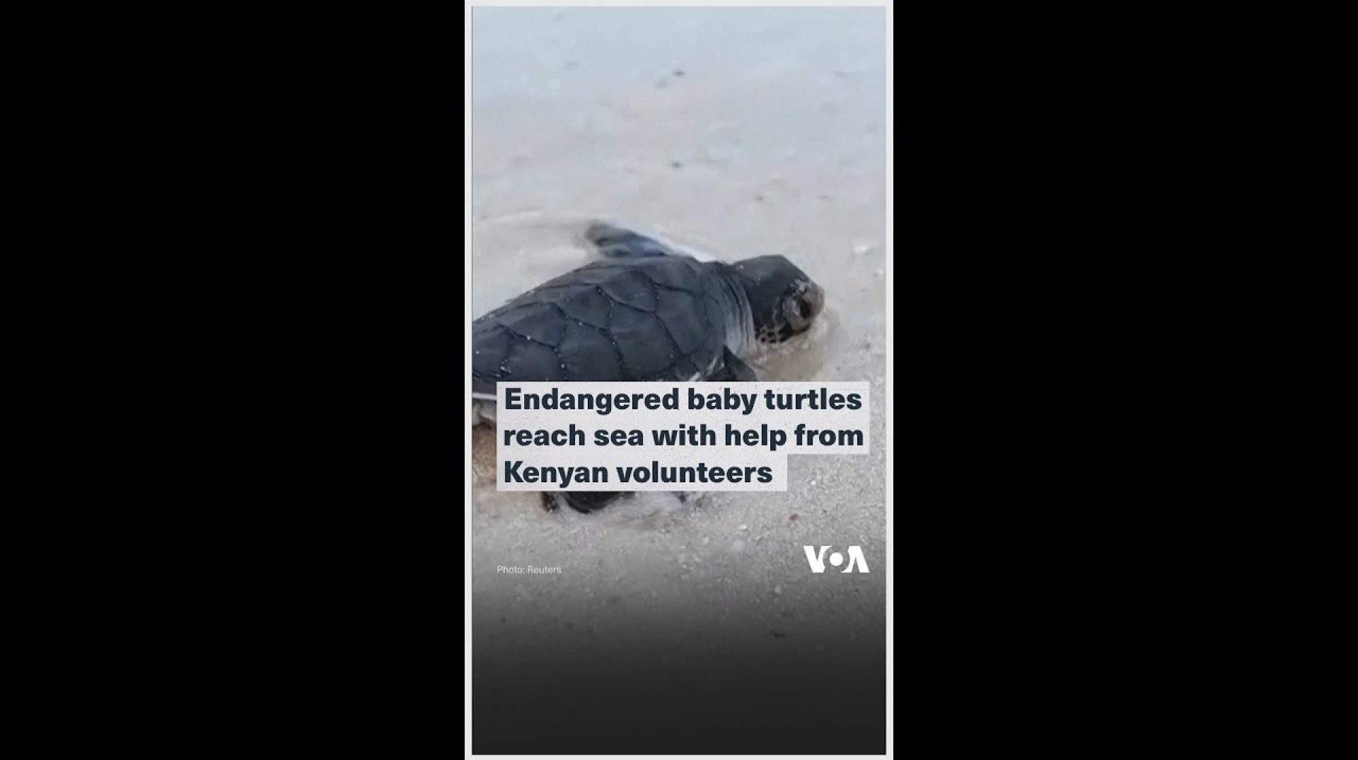 Endangered baby turtles reach sea with help from Kenyan volunteers Endangered baby turtles reach sea with help from Kenyan volunteers