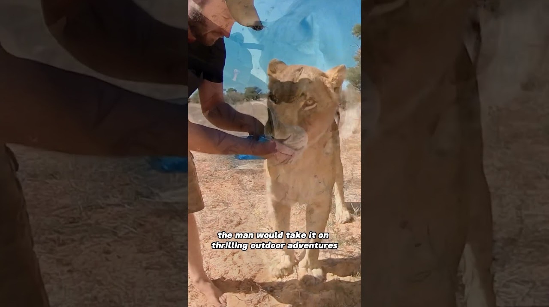 The lion is jealous of the girl#animals #lion #cute #friendship #shorts The lion is jealous of the girl#animals #lion #cute #friendship #shorts