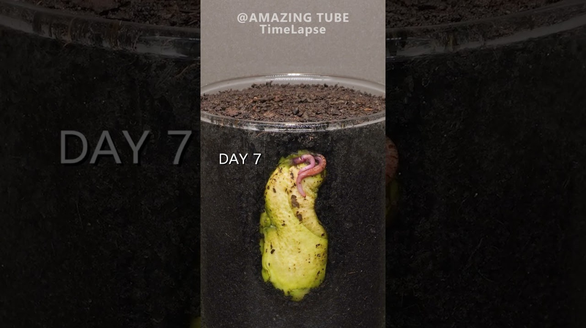 Growing Mango Tree from seed #plants #timelapse #mango Growing Mango Tree from seed #plants #timelapse #mango