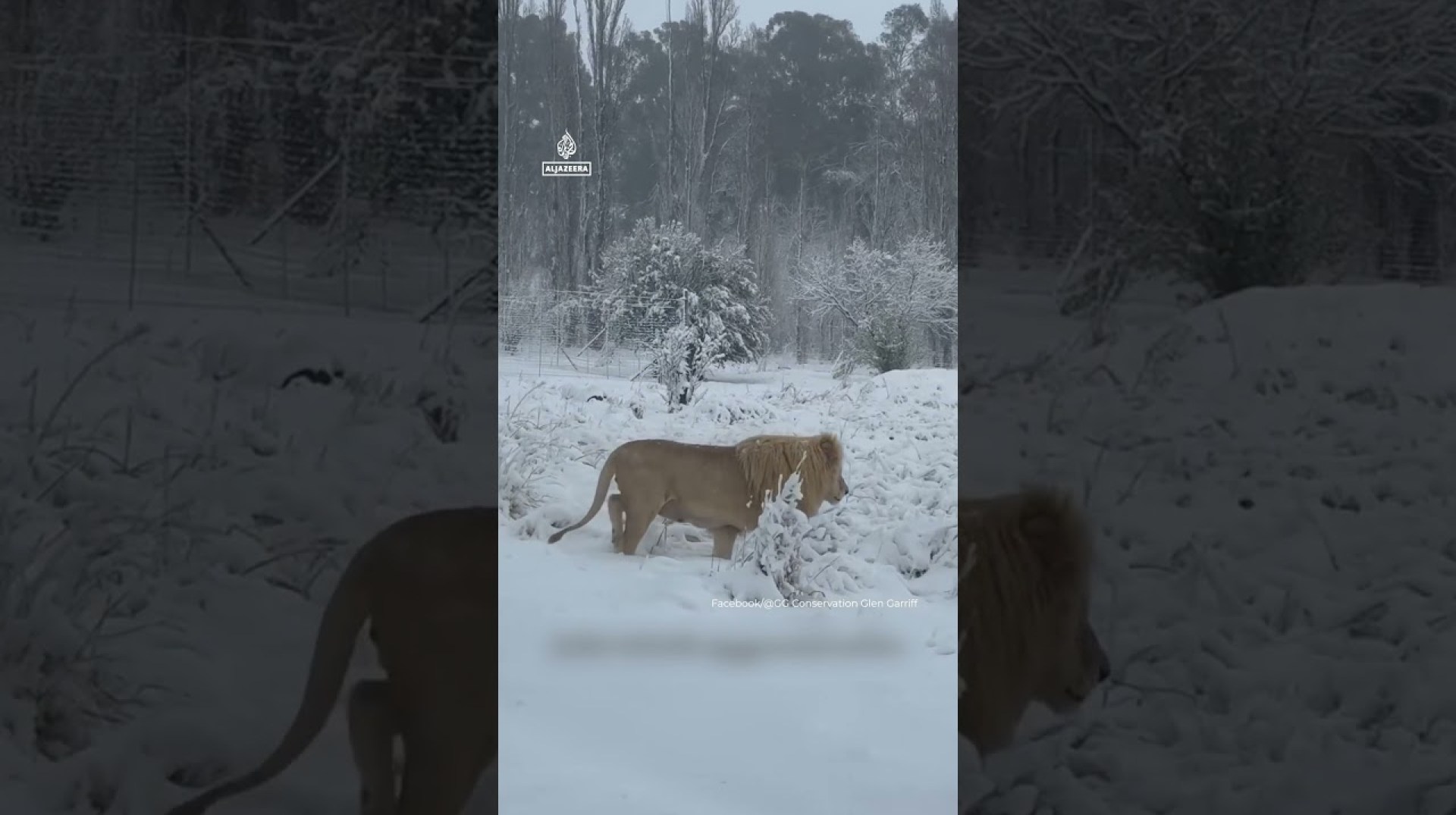 Lions enjoy rare snow in South Africa | AJ #shorts Lions enjoy rare snow in South Africa | AJ #shorts