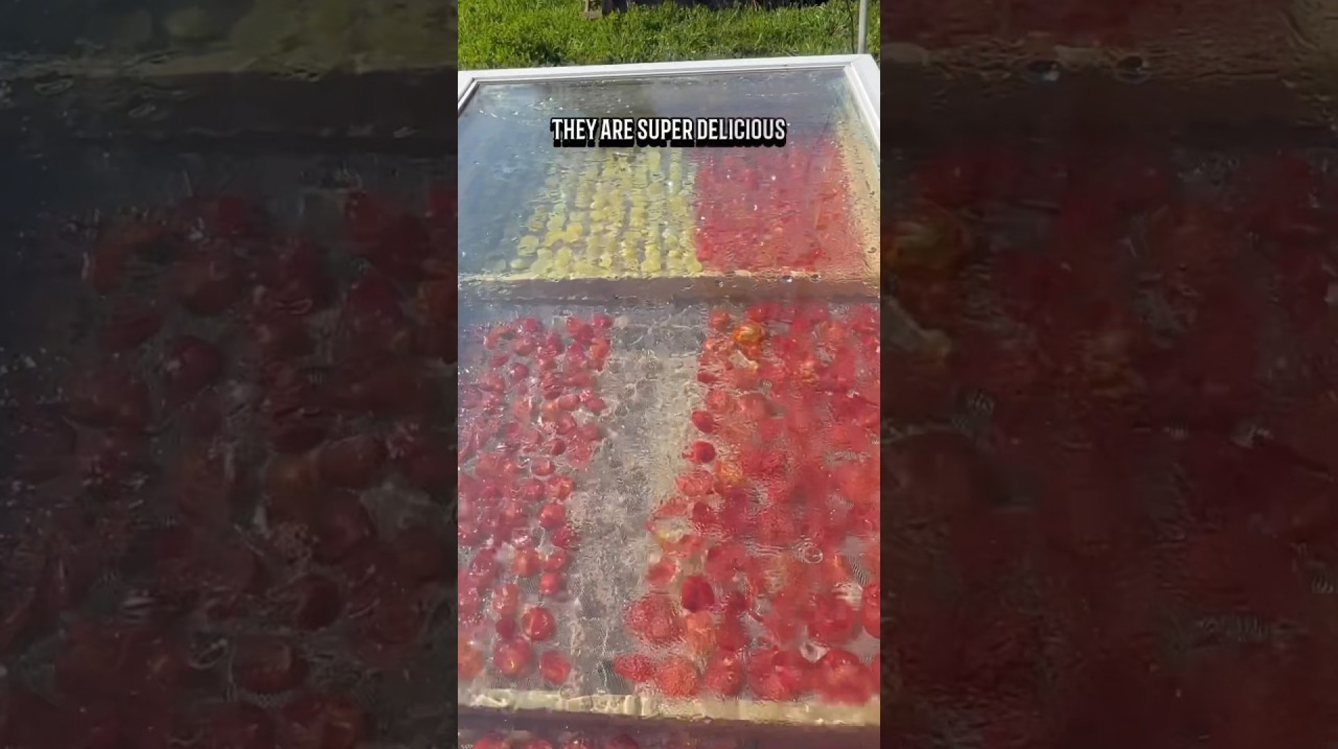 Making Sundried Tomatoes – Solar Dehydrator #canadianhomesteaders #foodpreservation #shedwars Making Sundried Tomatoes – Solar Dehydrator #canadianhomesteaders #foodpreservation #shedwars