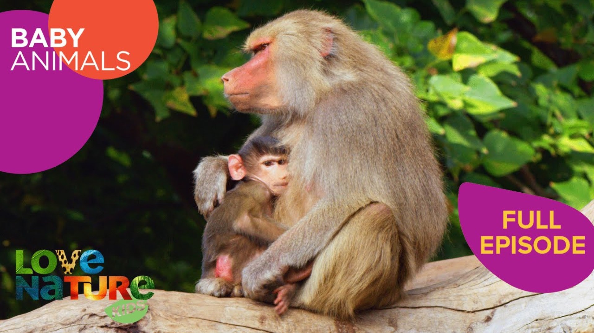 How Baby Animals Become Social | Baby Animals 202+206 How Baby Animals Become Social | Baby Animals 202+206