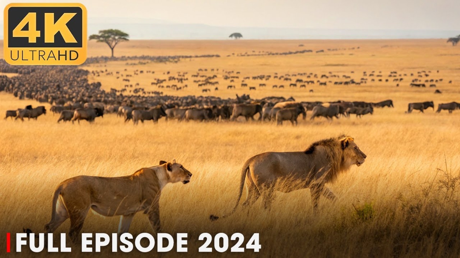 WILD SERENGETI | Lion and the Great Predator's Fight for Survival | Nature Animal Documentary WILD SERENGETI | Lion and the Great Predator's Fight for Survival | Nature Animal Documentary