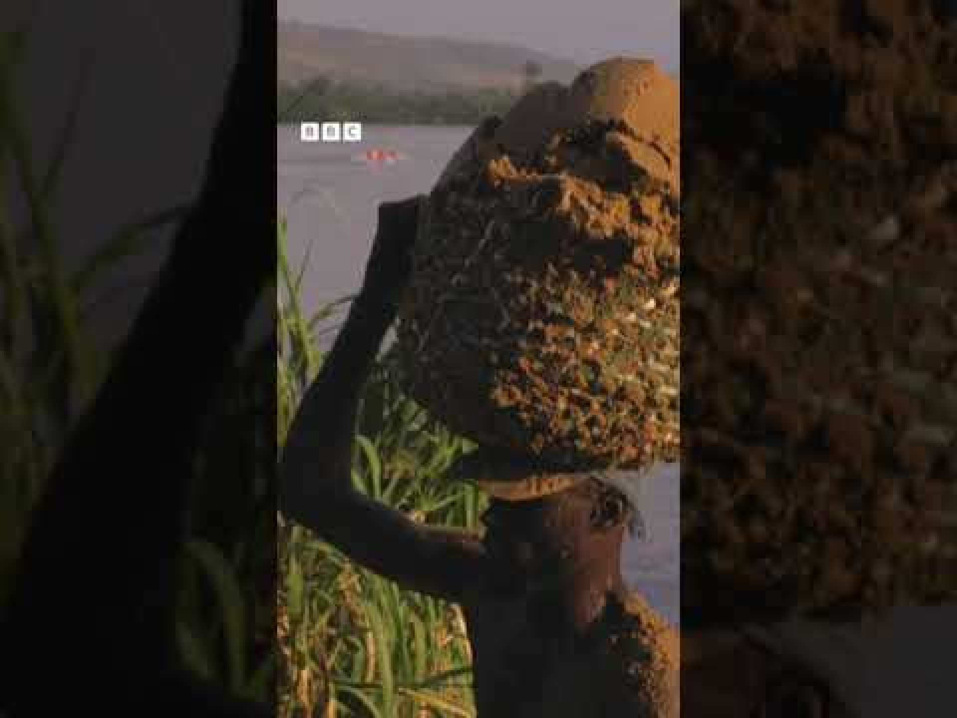 Striving for a better life in the Central African Republic – #BBCAfricaEye #Shorts Striving for a better life in the Central African Republic – #BBCAfricaEye #Shorts