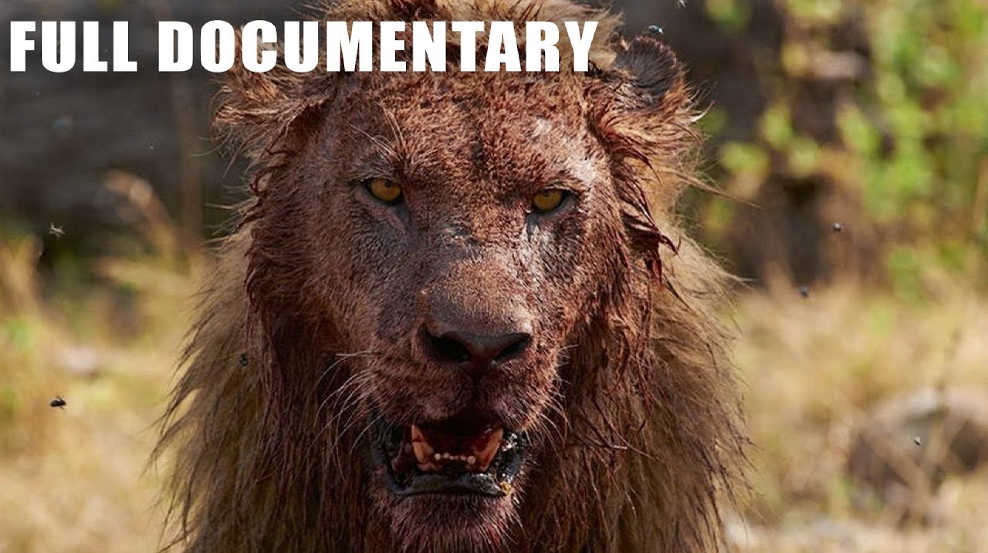Most Brutal Lion Hunting To Last Breath Gives You Chills | Nature Animal Documentary Most Brutal Lion Hunting To Last Breath Gives You Chills | Nature Animal Documentary