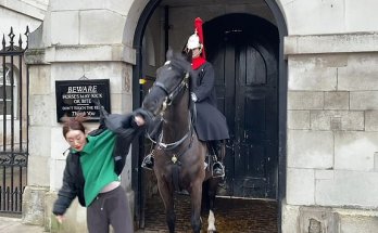 Moment King’s Guard horse bites and shakes tourist’s coat after she got too close Moment King’s Guard horse bites and shakes tourist’s coat after she got too close
