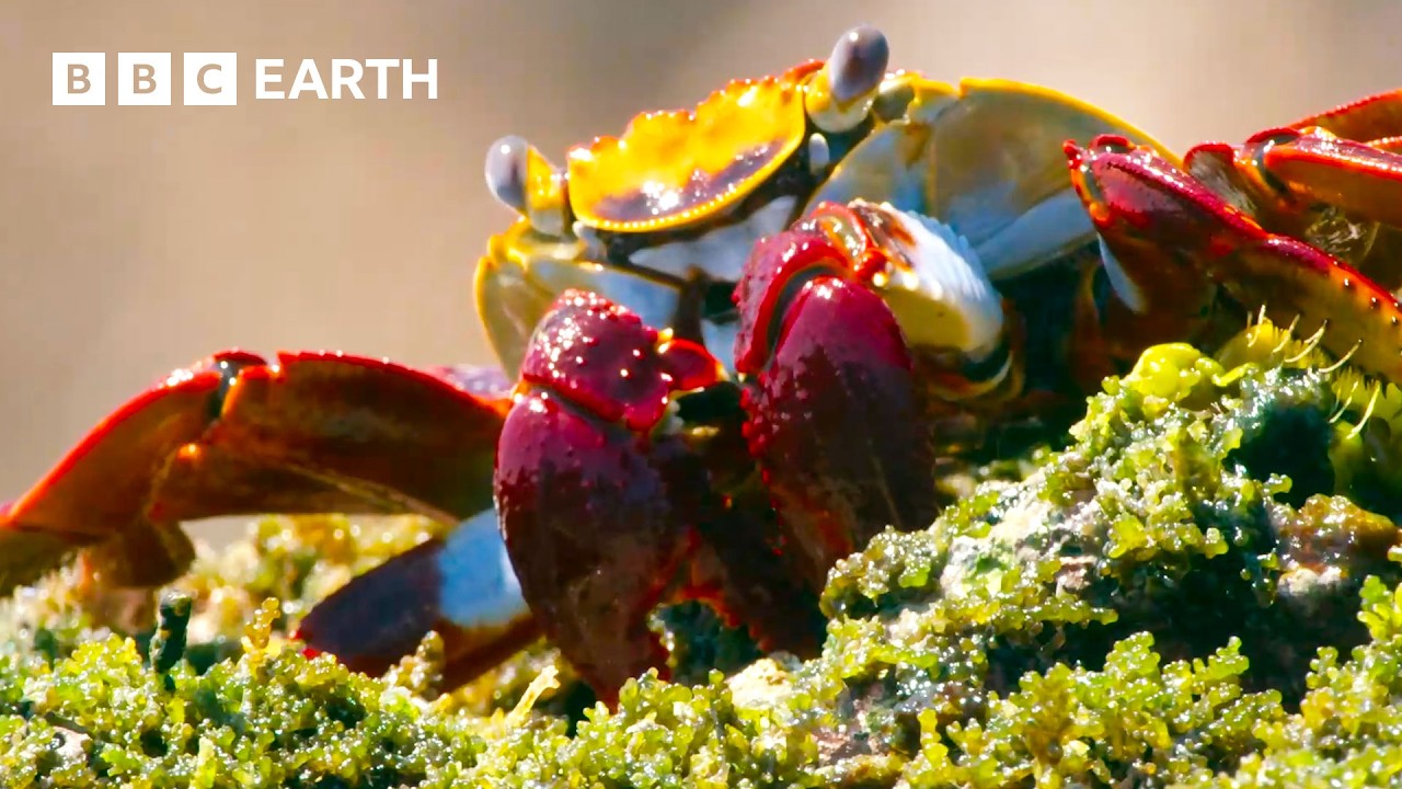 Enjoy Three Hours of Free Nature Videos Narrated by David Attenborough Enjoy Three Hours of Free Nature Videos Narrated by David Attenborough